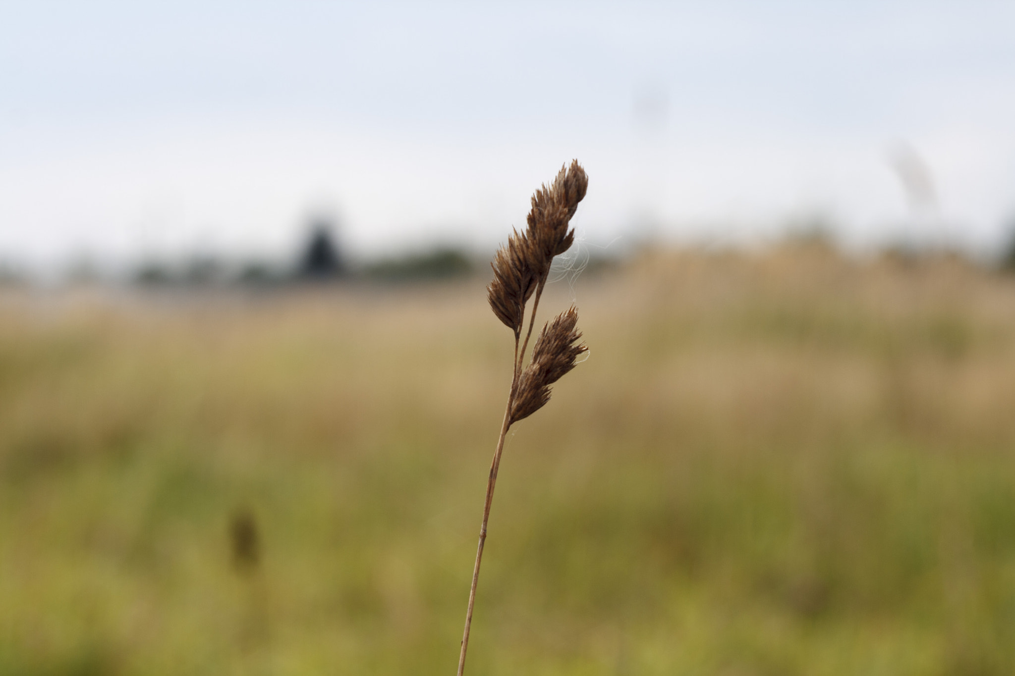 Canon EF 35-80mm f/4-5.6 sample photo. Одиночество photography