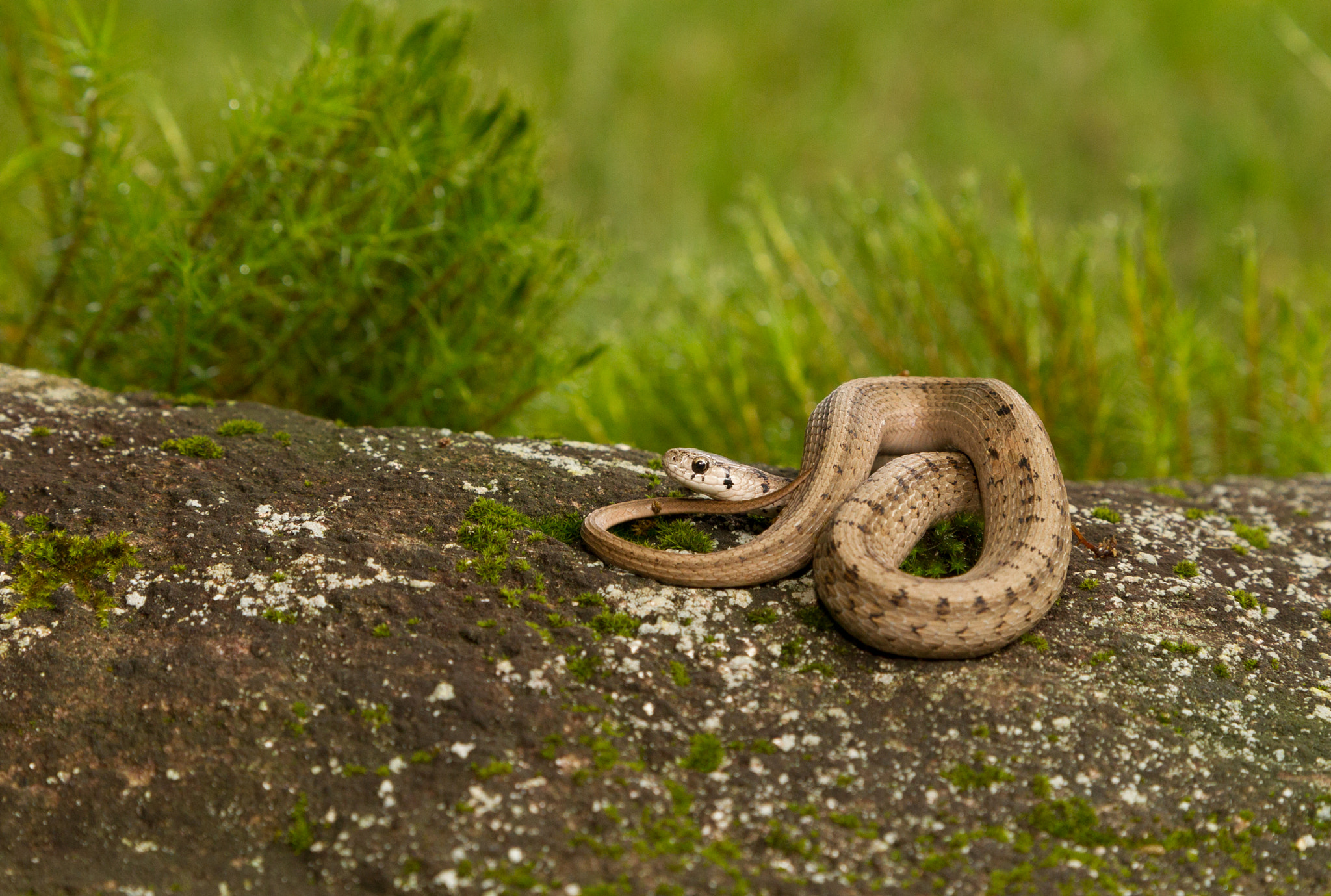 Canon EOS-1D Mark IV sample photo. Brown snake photography