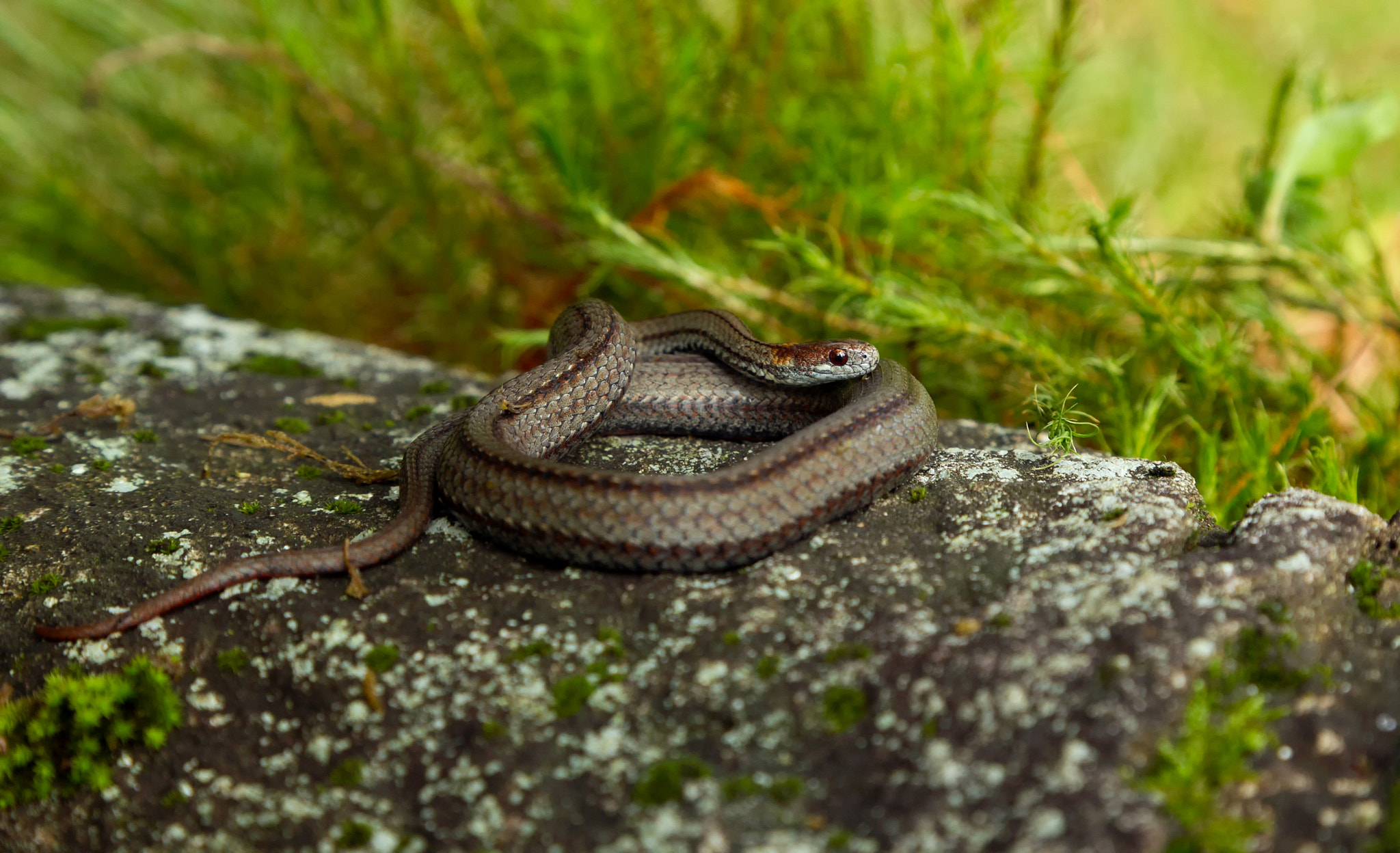 Canon EOS-1D Mark IV sample photo. Red bellied snake photography