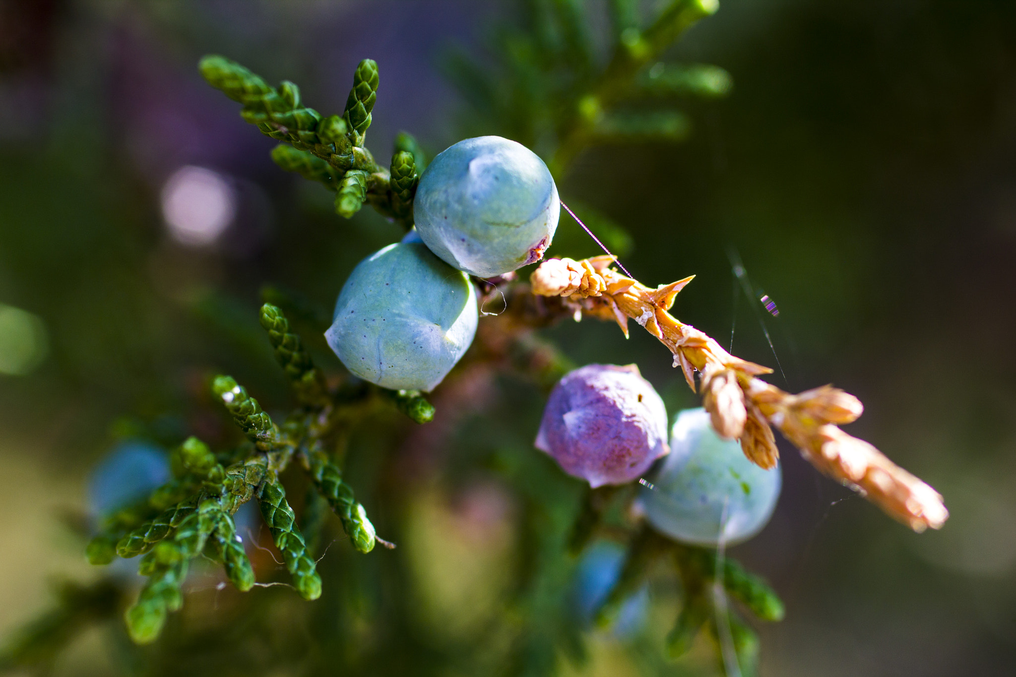 Canon EF 50mm F2.5 Macro sample photo. Img photography