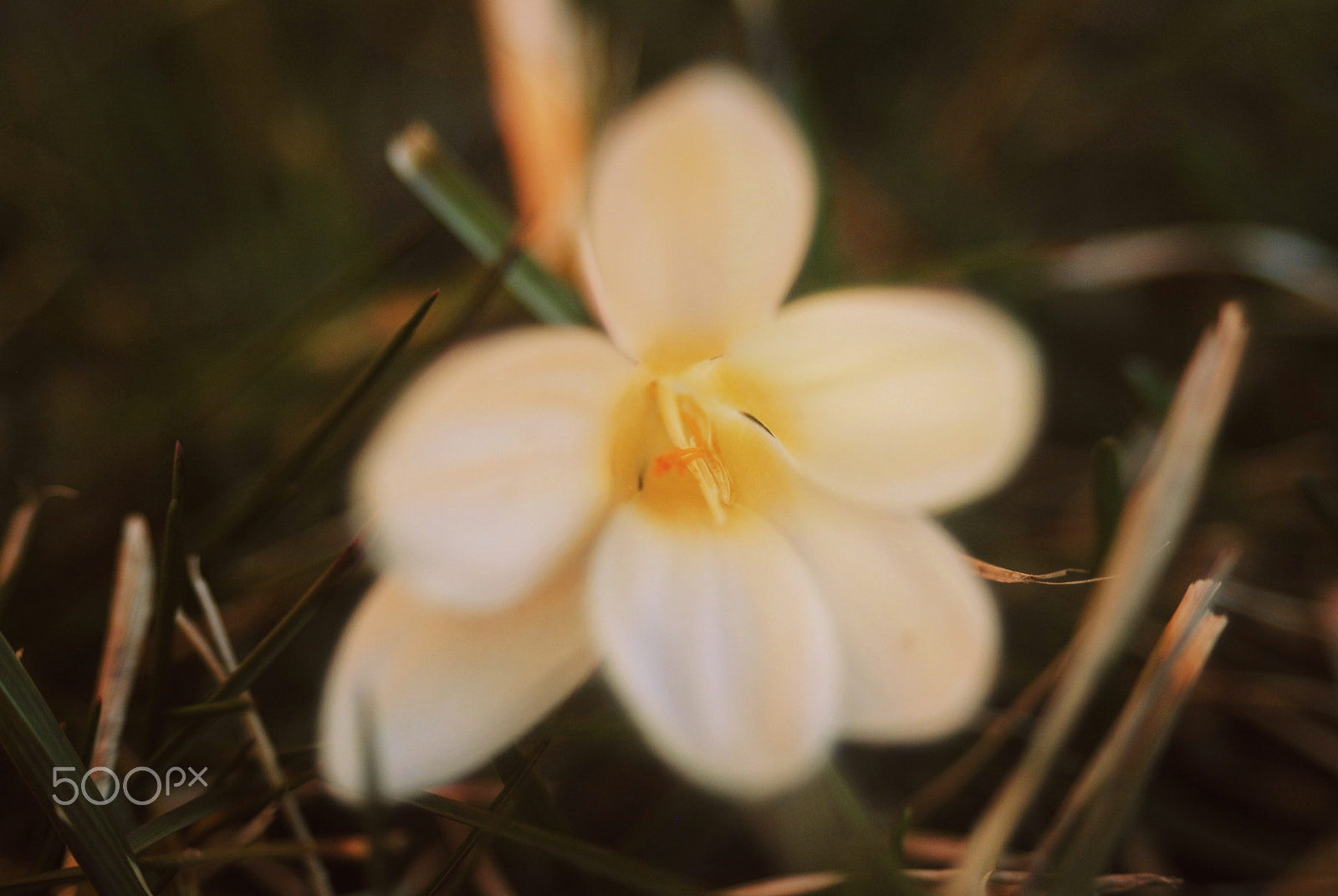 AF Zoom-Nikkor 35-70mm f/3.3-4.5 sample photo. Soft around the edges photography