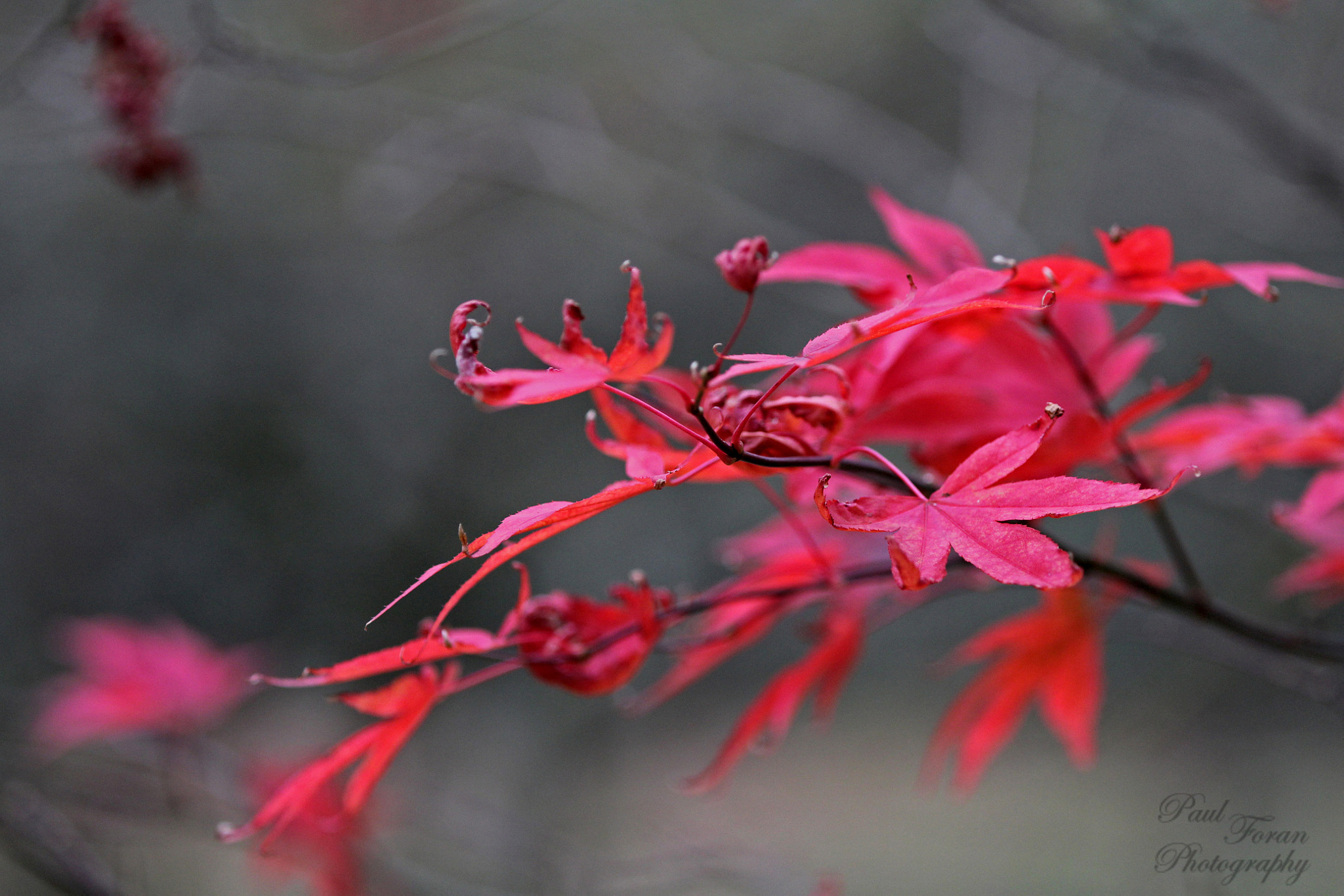 Canon EF 70-200mm F2.8L IS II USM sample photo. Branch on fire photography