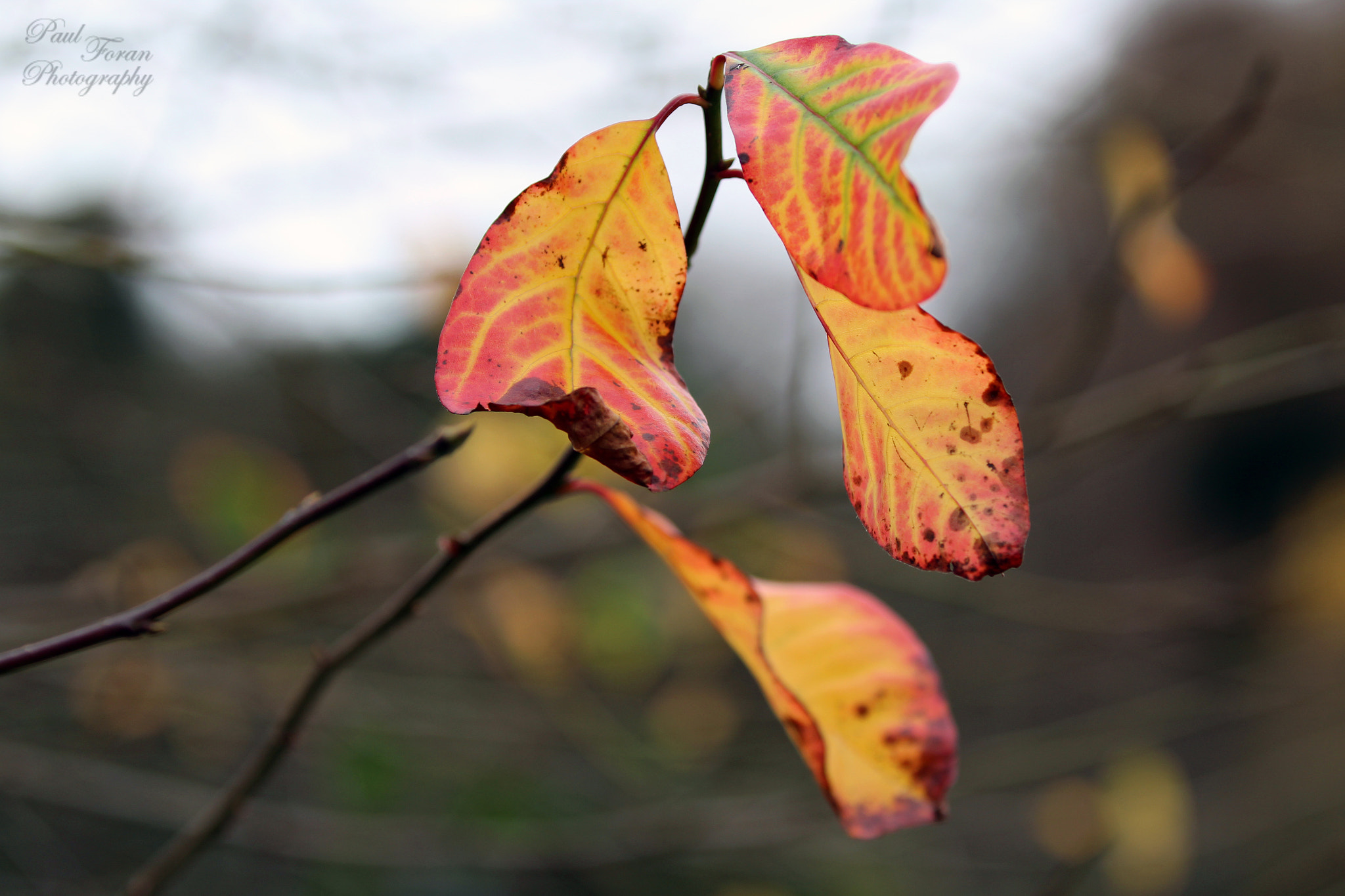 Canon EF 70-200mm F2.8L IS II USM sample photo. Winter transition photography