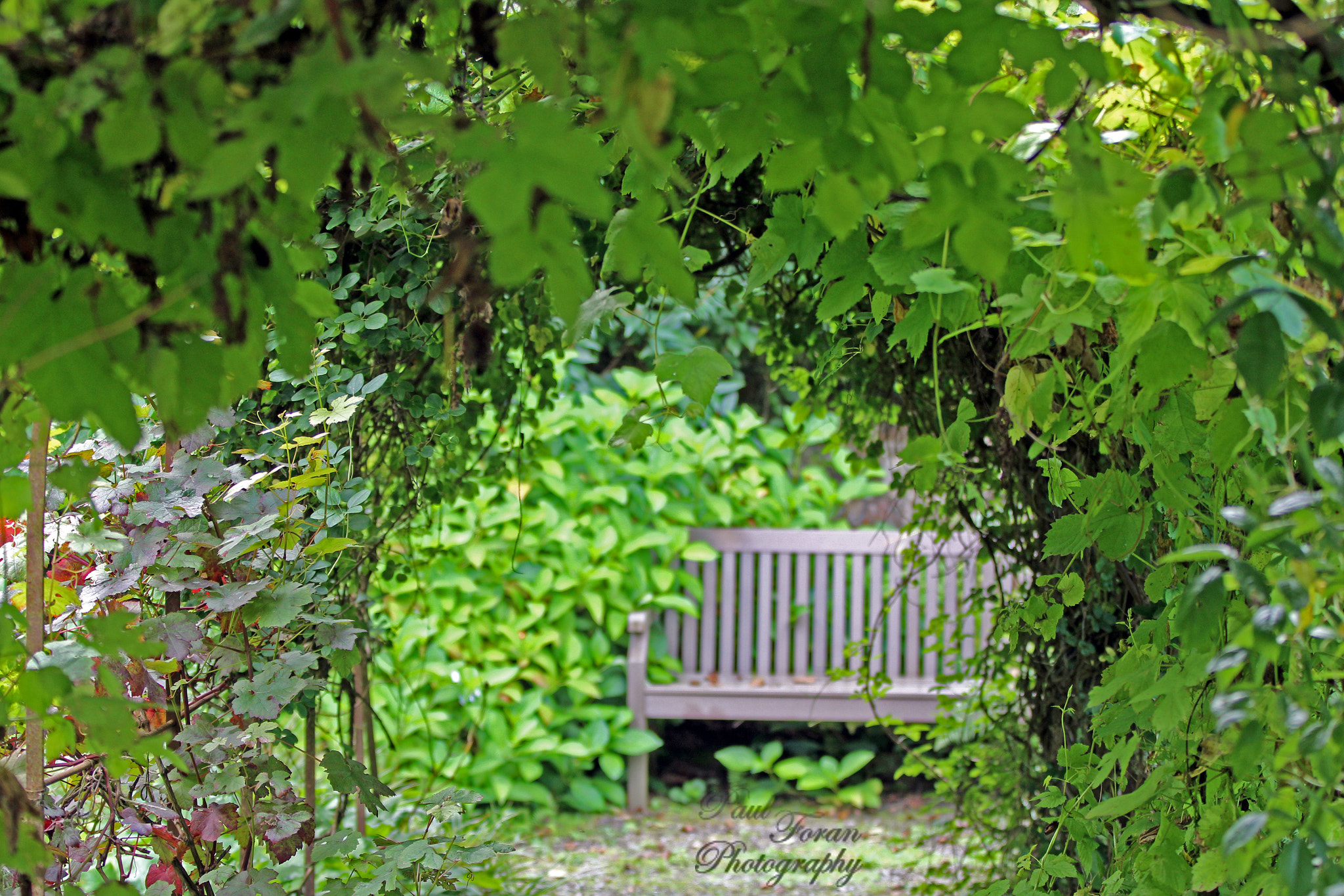 Canon EF 70-200mm F2.8L IS II USM sample photo. Bench at the end of the tunnel photography