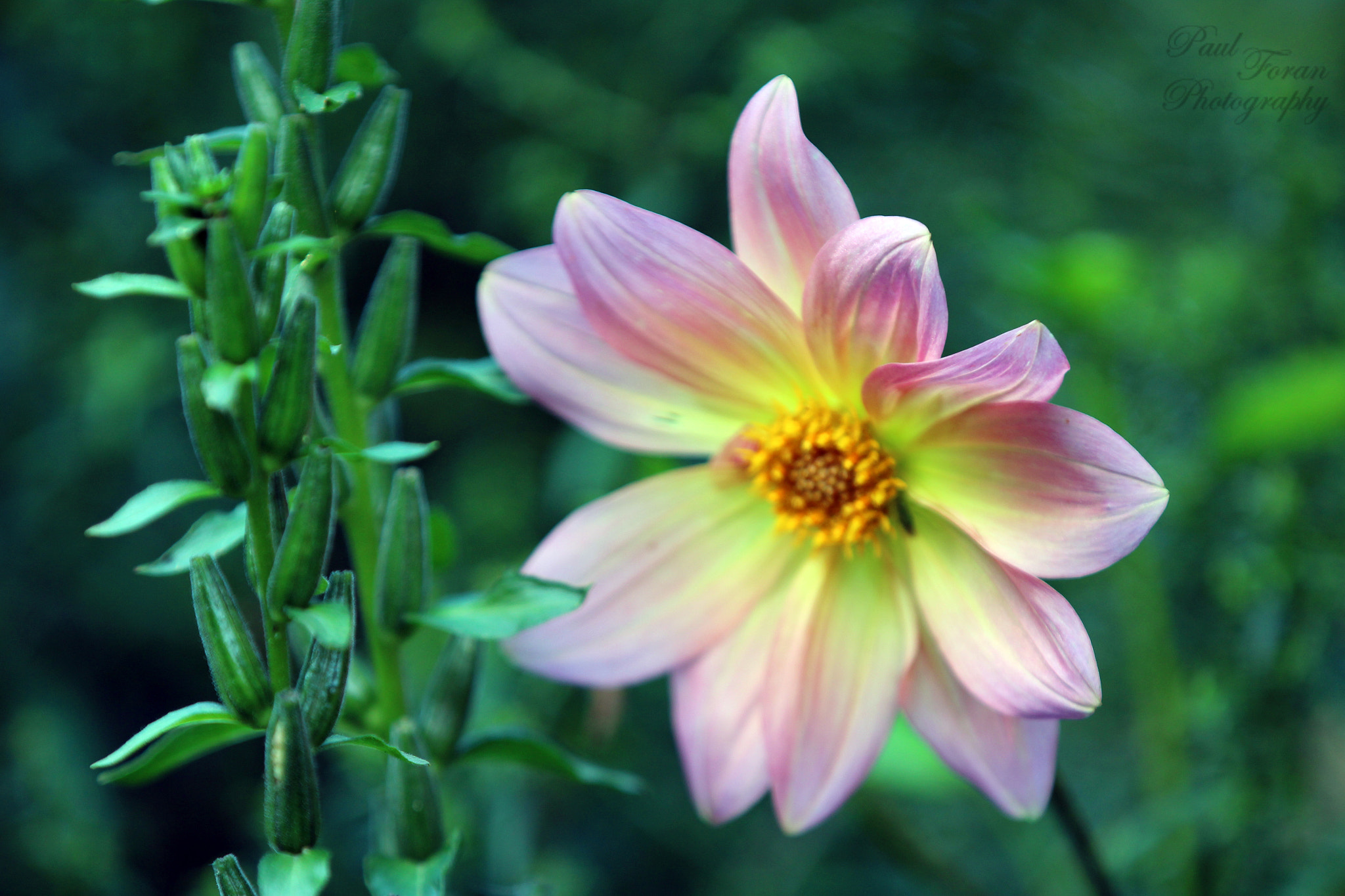 Canon EF 70-200mm F2.8L IS II USM sample photo. Yellow to purple photography