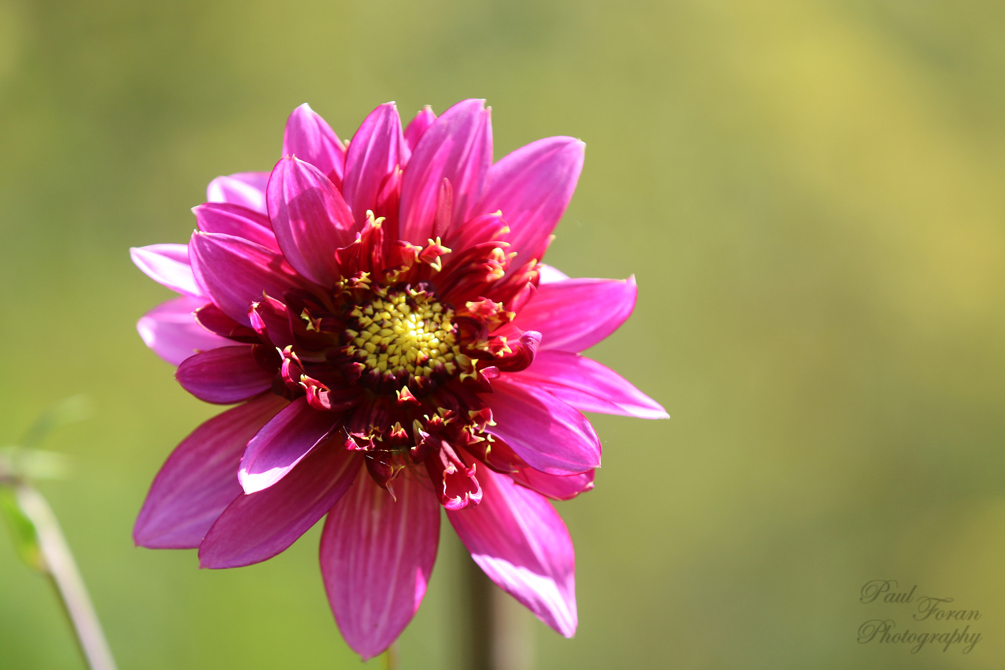 Canon EF 70-200mm F2.8L IS II USM sample photo. Purple flower photography