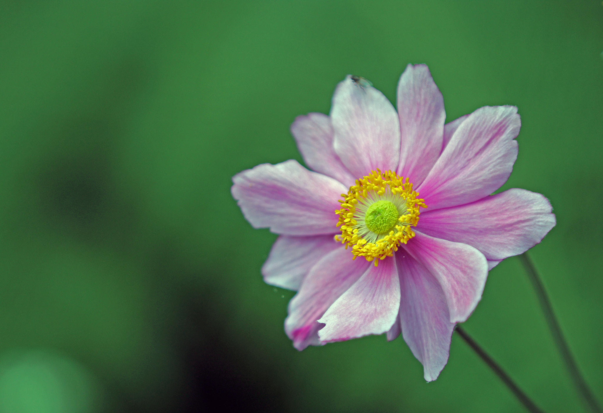 Canon EF 70-200mm F2.8L IS II USM sample photo. Purple flower ii photography