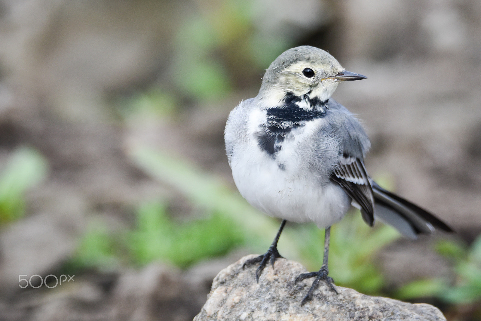 Nikon D7200 + Tamron SP 150-600mm F5-6.3 Di VC USD sample photo. Wagtail rock photography