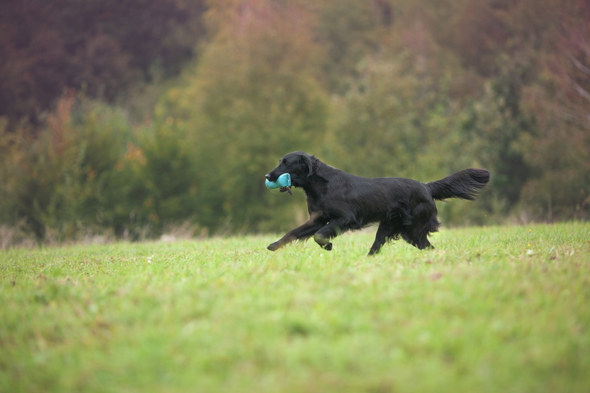 Canon EOS 5D + Canon EF 135mm F2L USM sample photo. Passion ! photography