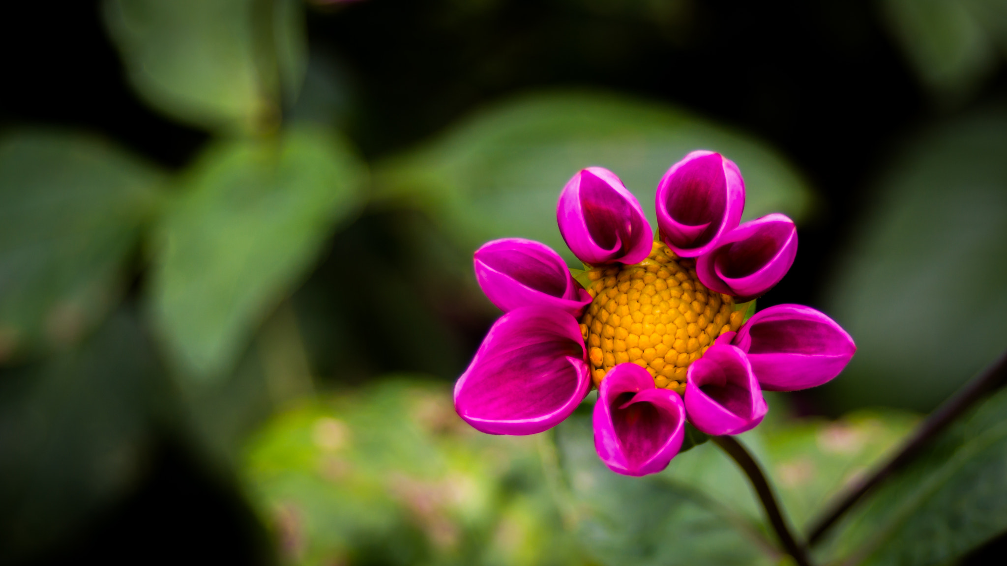 Sony SLT-A58 + Tokina 80-400mm F4.5-5.6 AT-X AF II 840 sample photo. Flower @ bremerhaven bürgerpark photography