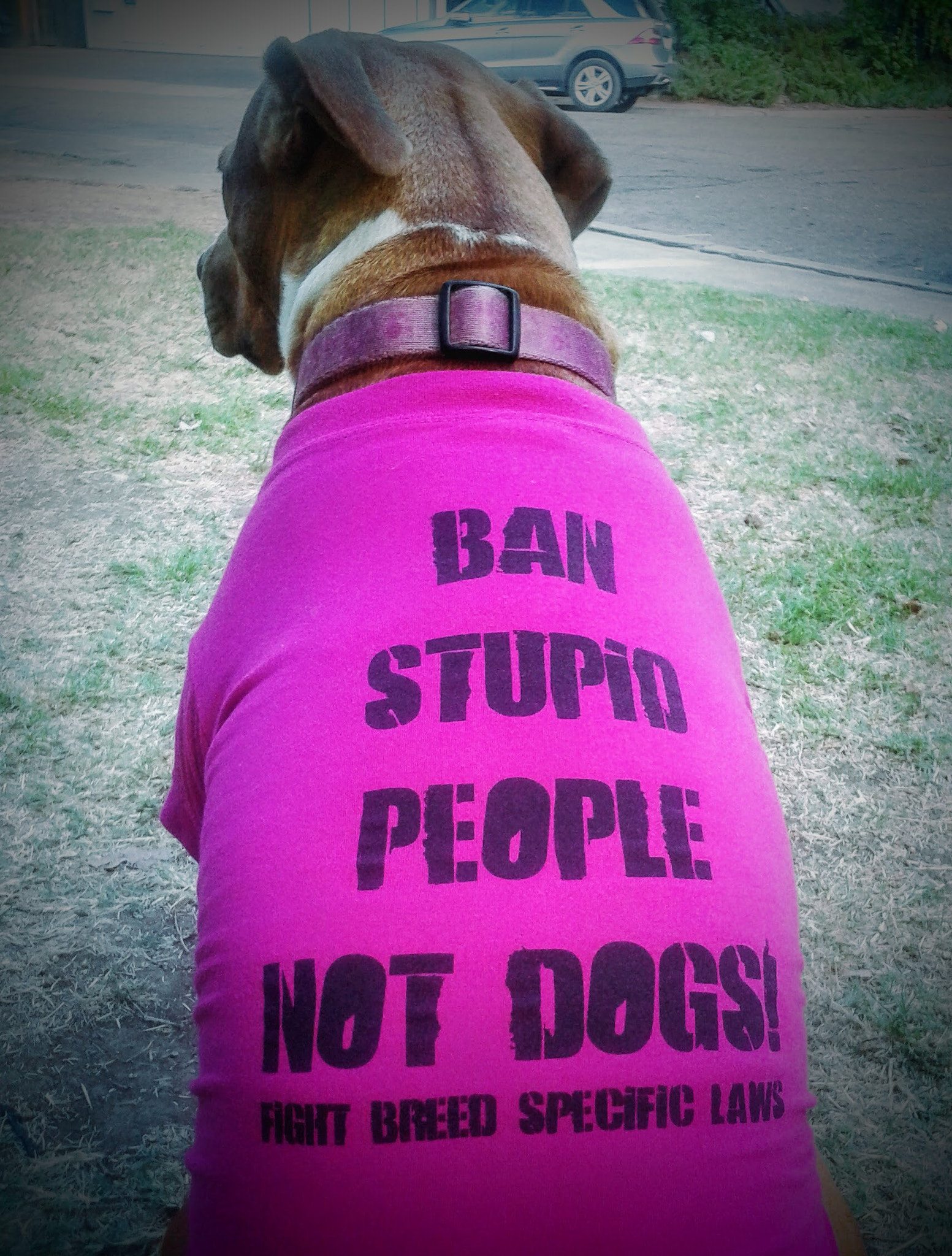 Samsung Galaxy Exhibit sample photo. Pit bull love- stop breed discrimination! i love my pit bull. photography