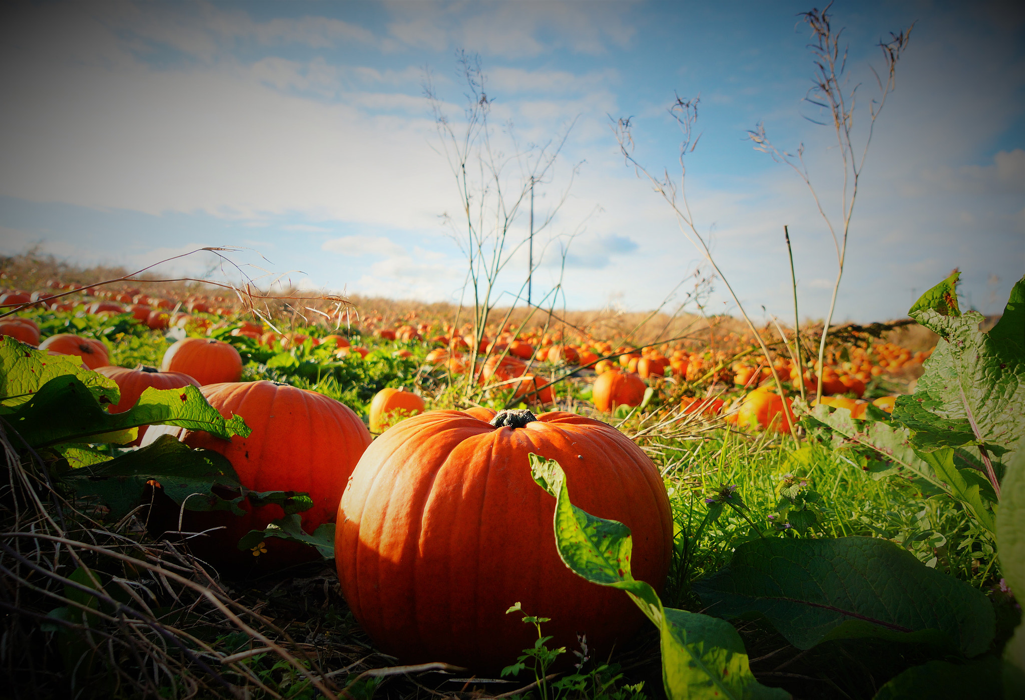 Sony SLT-A58 sample photo. The pumpkin patch photography