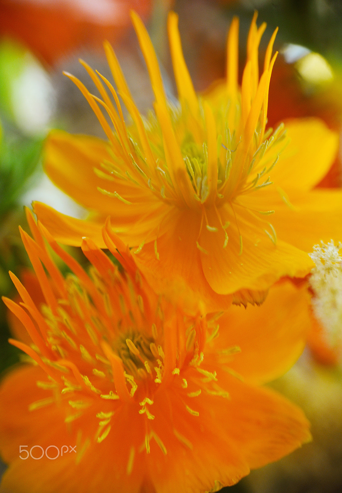 Nikon D300S sample photo. Splash of orange photography