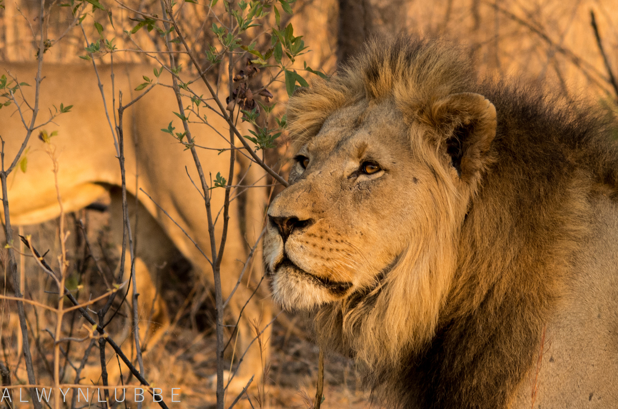 Sigma 70-200mm F2.8 EX DG Macro HSM II sample photo. Male lion photography