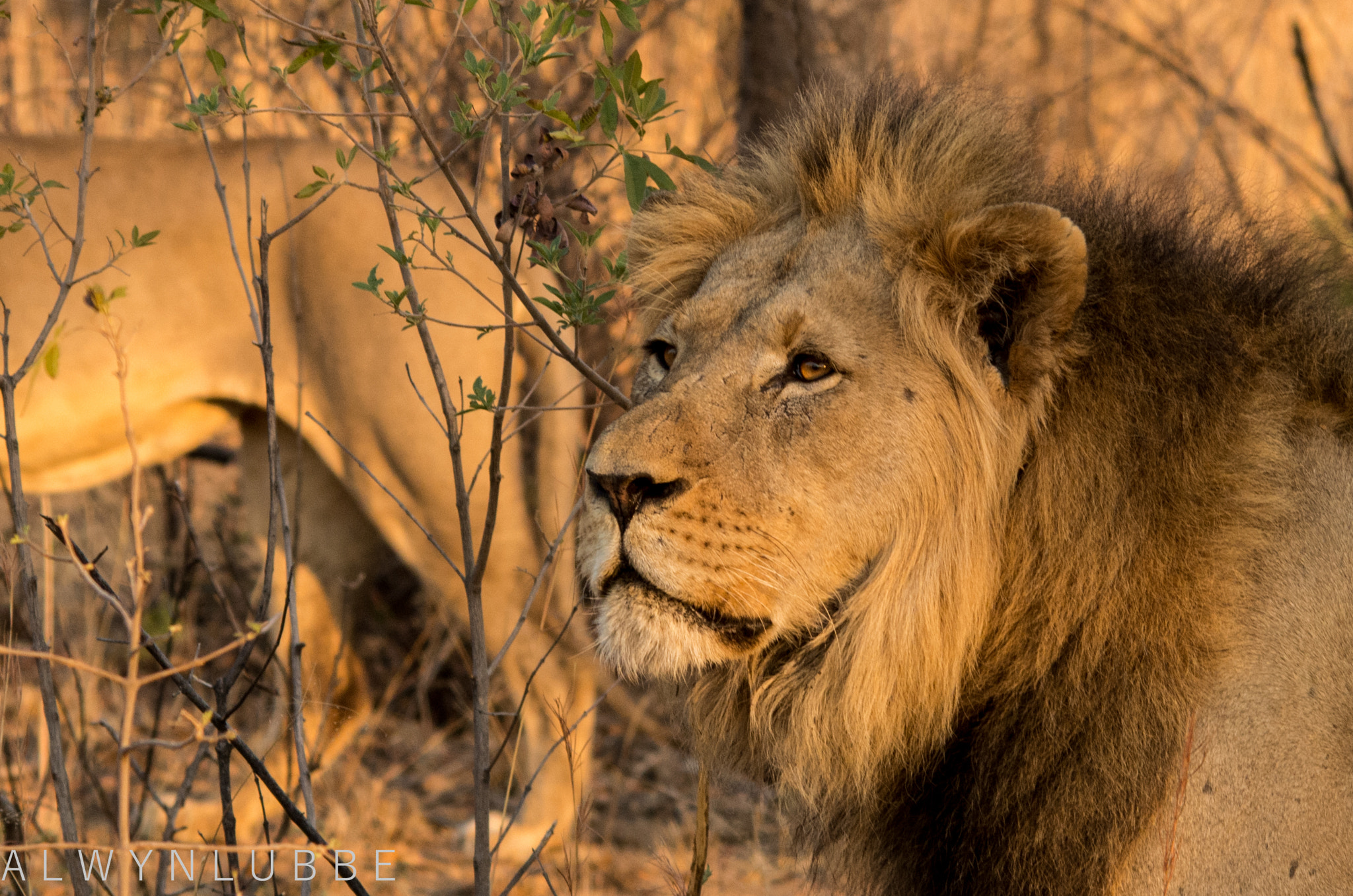 Pentax K-5 II + Sigma 70-200mm F2.8 EX DG Macro HSM II sample photo. Male lion photography