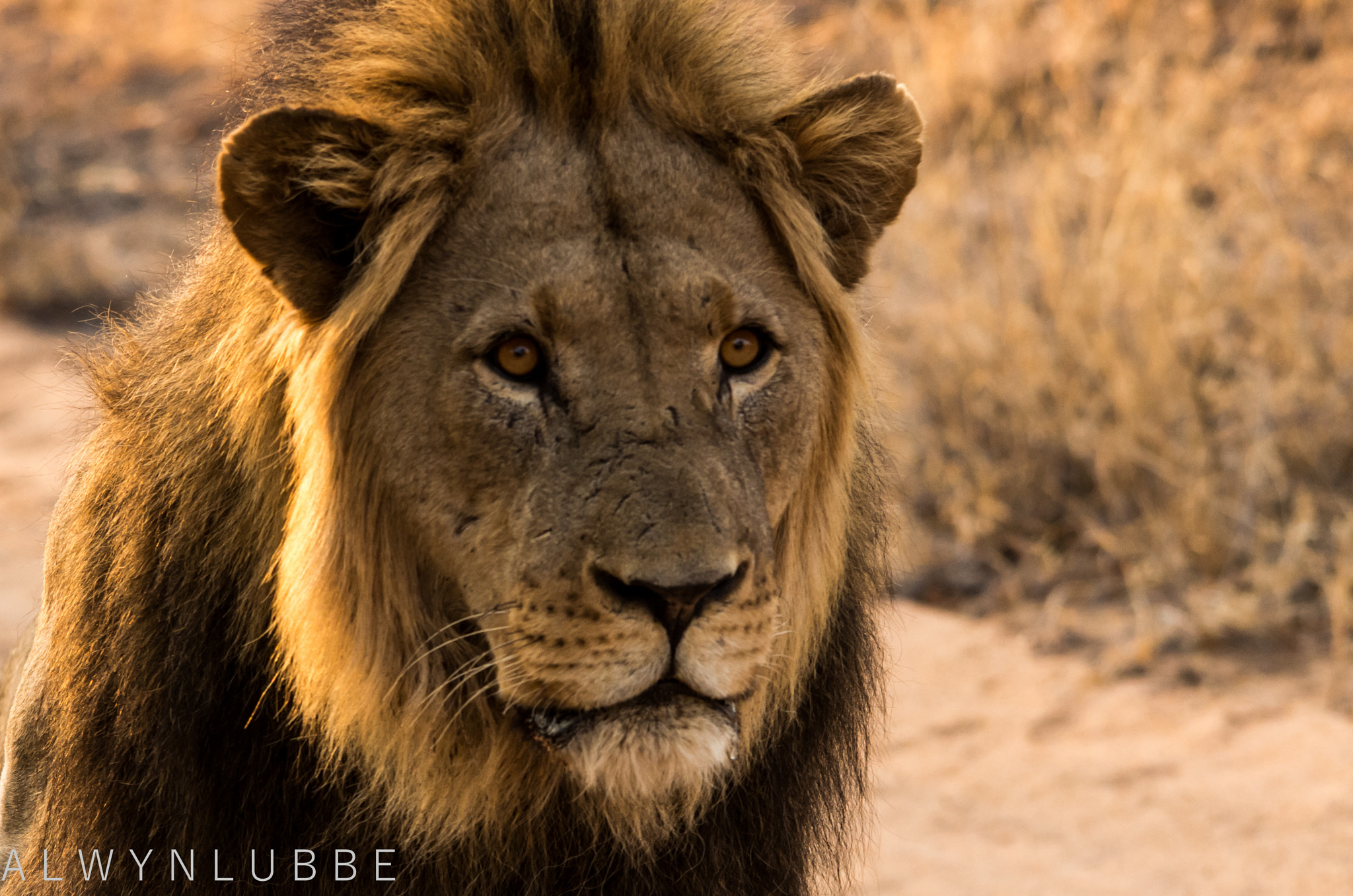 Sigma 70-200mm F2.8 EX DG Macro HSM II sample photo. Male lion photography