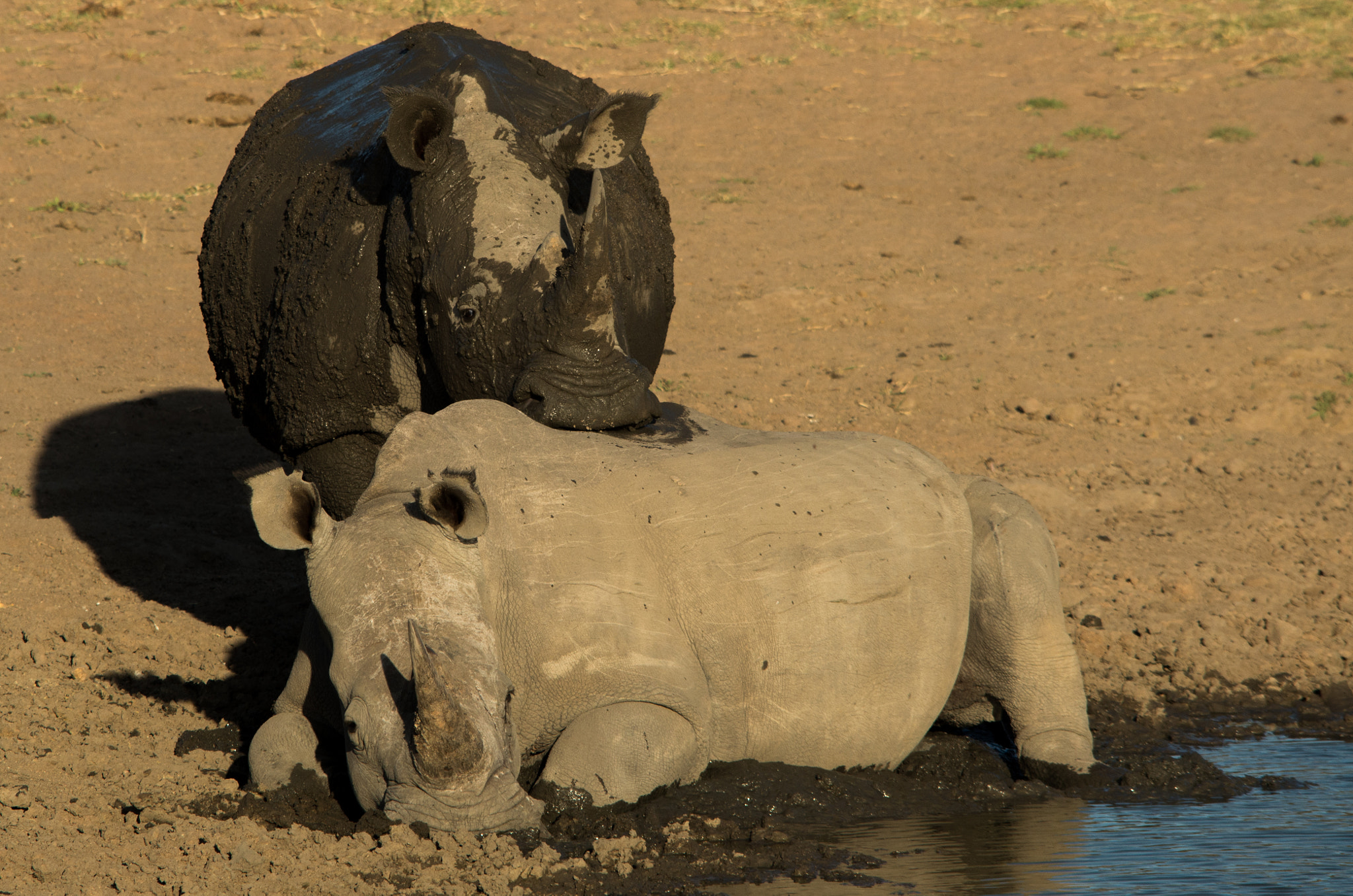 Pentax K-5 II + Sigma 70-200mm F2.8 EX DG Macro HSM II sample photo. Baby rhinos photography