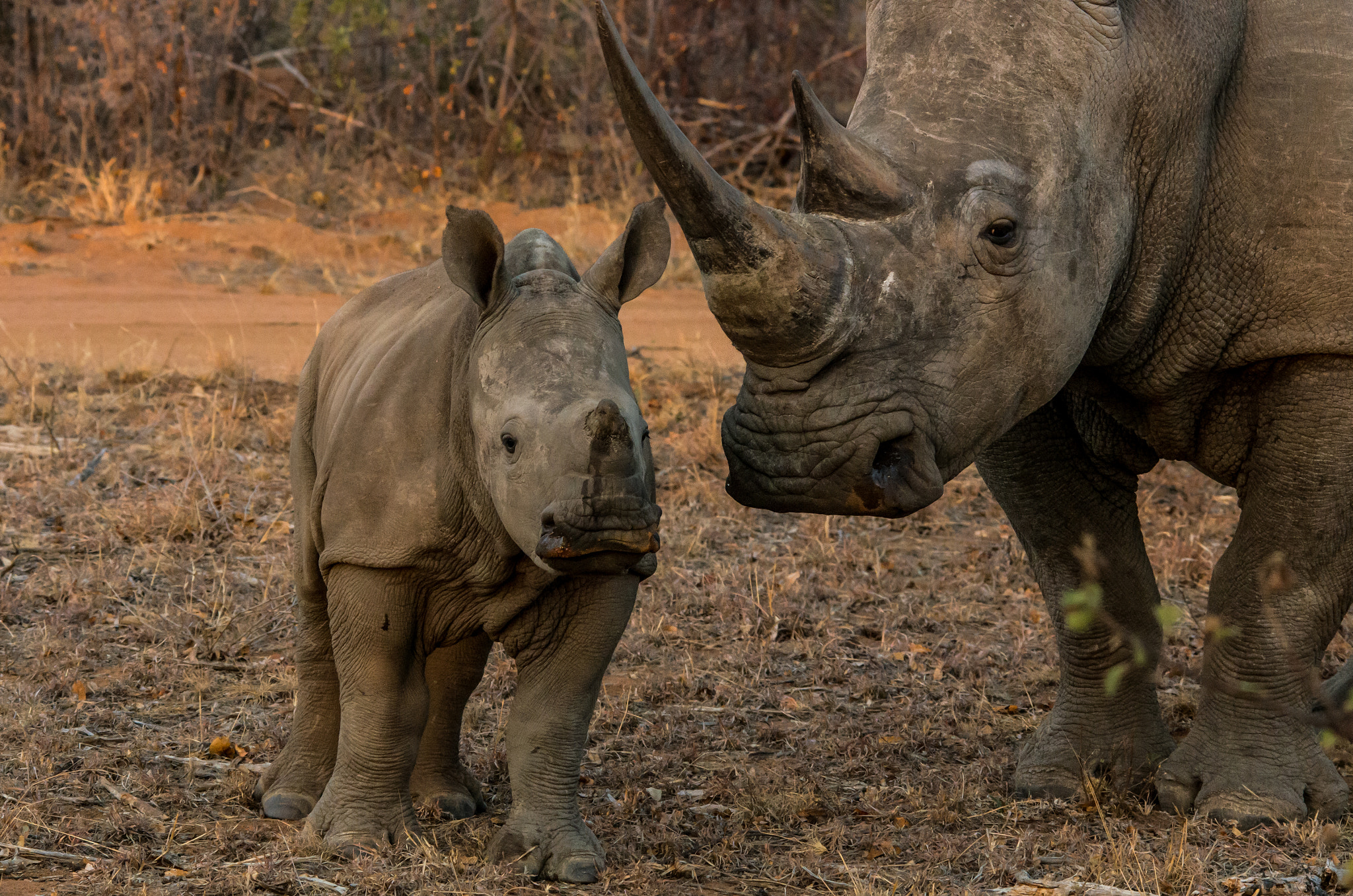 Pentax K-5 II + Sigma 70-200mm F2.8 EX DG Macro HSM II sample photo. Rhino mother and calf photography