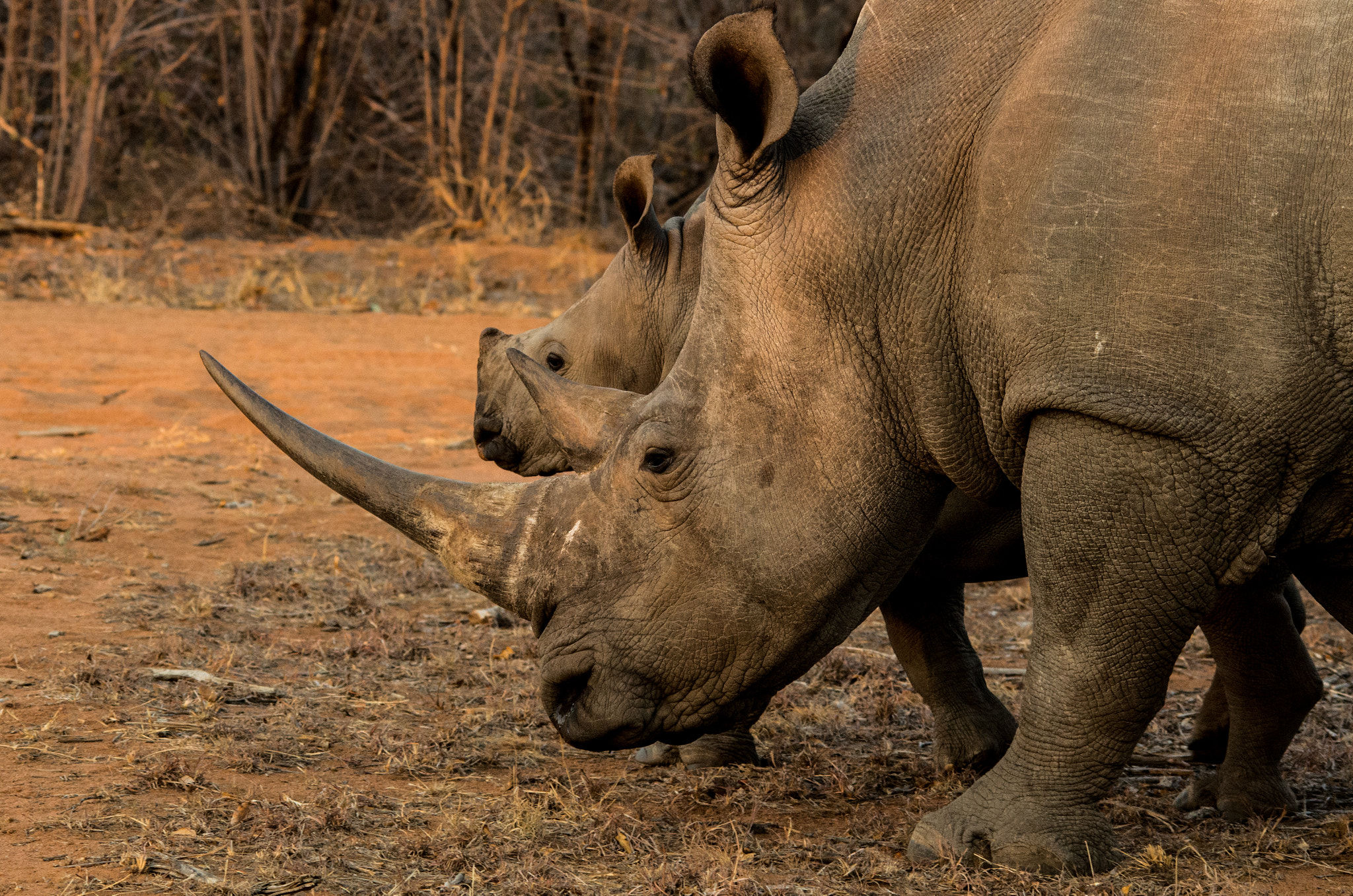 Pentax K-5 II + Sigma 70-200mm F2.8 EX DG Macro HSM II sample photo. Rhino mother and calf photography