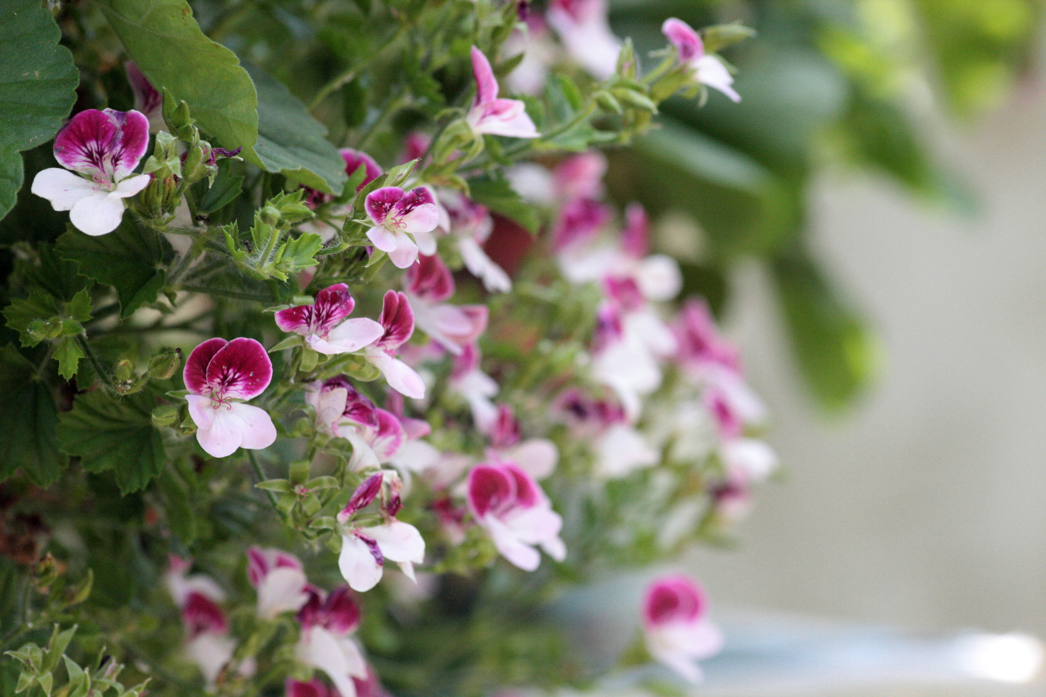 Canon EOS 40D sample photo. Tenderness photography