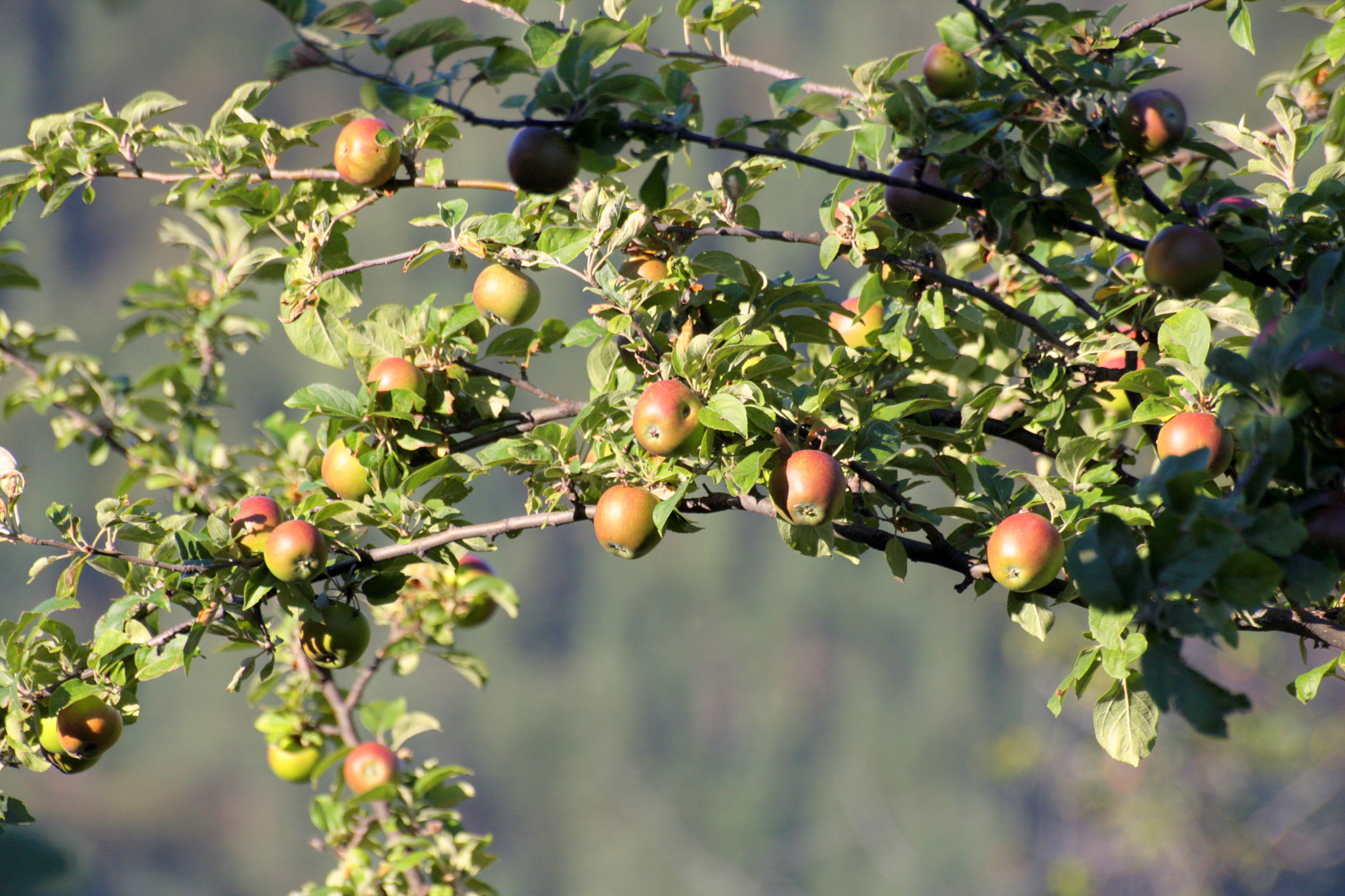 Canon EOS 40D sample photo. Wild apples photography