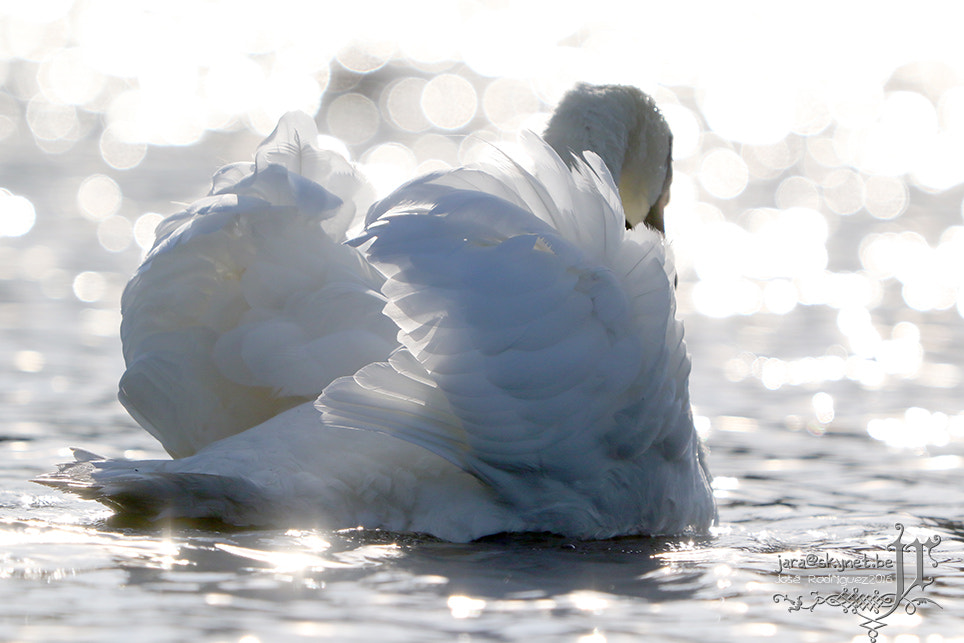 Canon EOS 7D Mark II + Canon EF 300mm F2.8L IS USM sample photo. Cygne_4a7a6239 photography