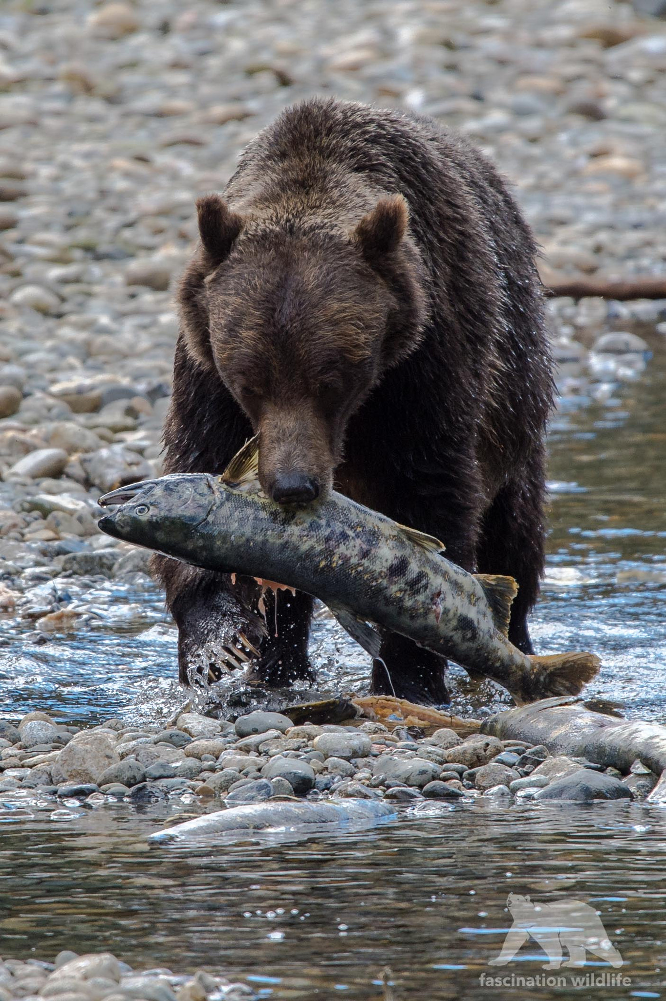 Sigma 150-600mm F5-6.3 DG OS HSM | S sample photo. Grizzly with salmon photography