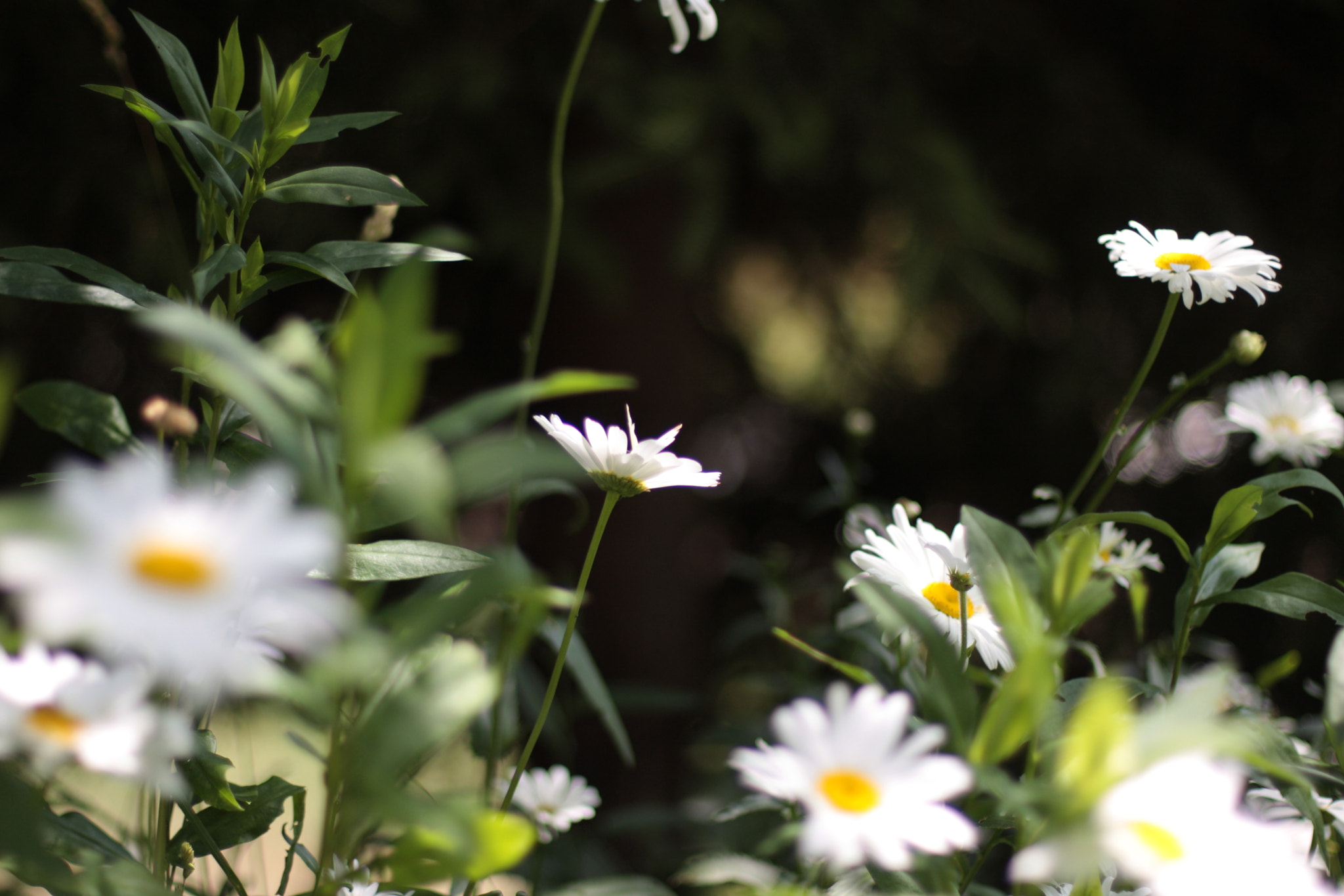 Canon EOS 40D + Canon EF 50mm F1.4 USM sample photo. Daisies photography