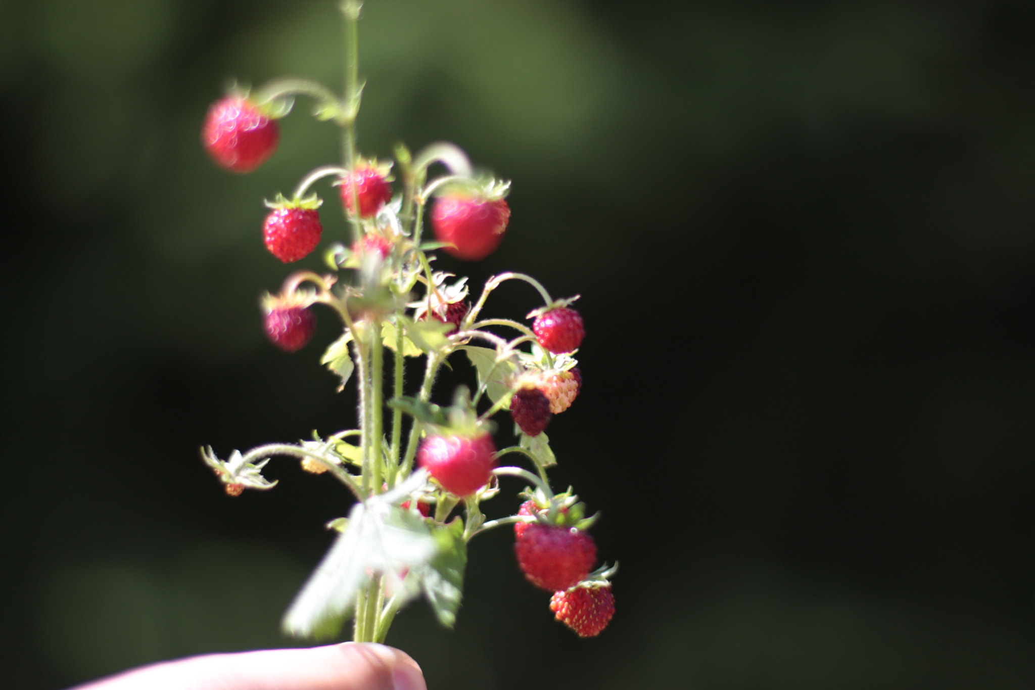 Canon EOS 40D + Canon EF 50mm F1.4 USM sample photo. Wild photography