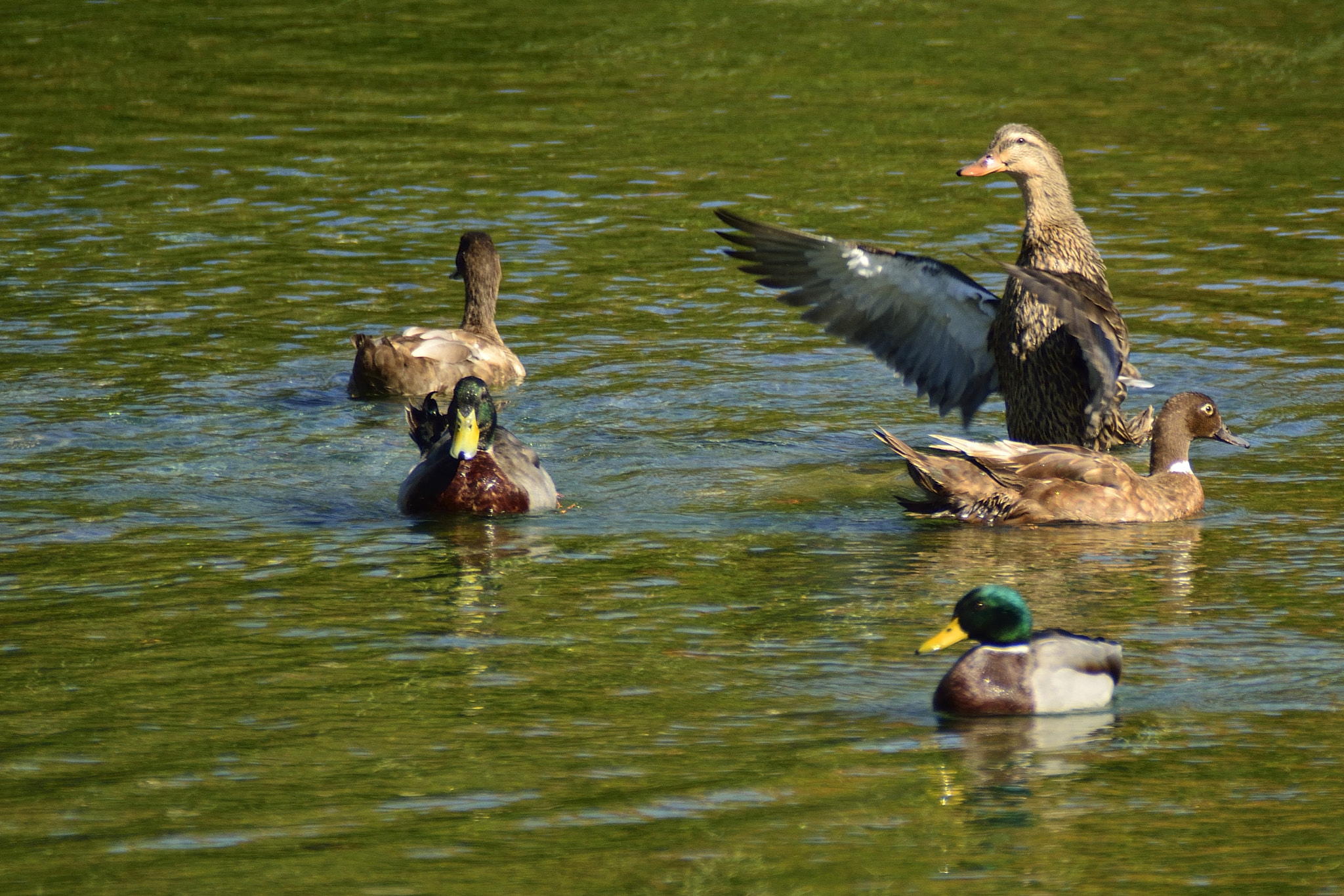 Sigma APO 400mm F5.6 sample photo. The conductor photography