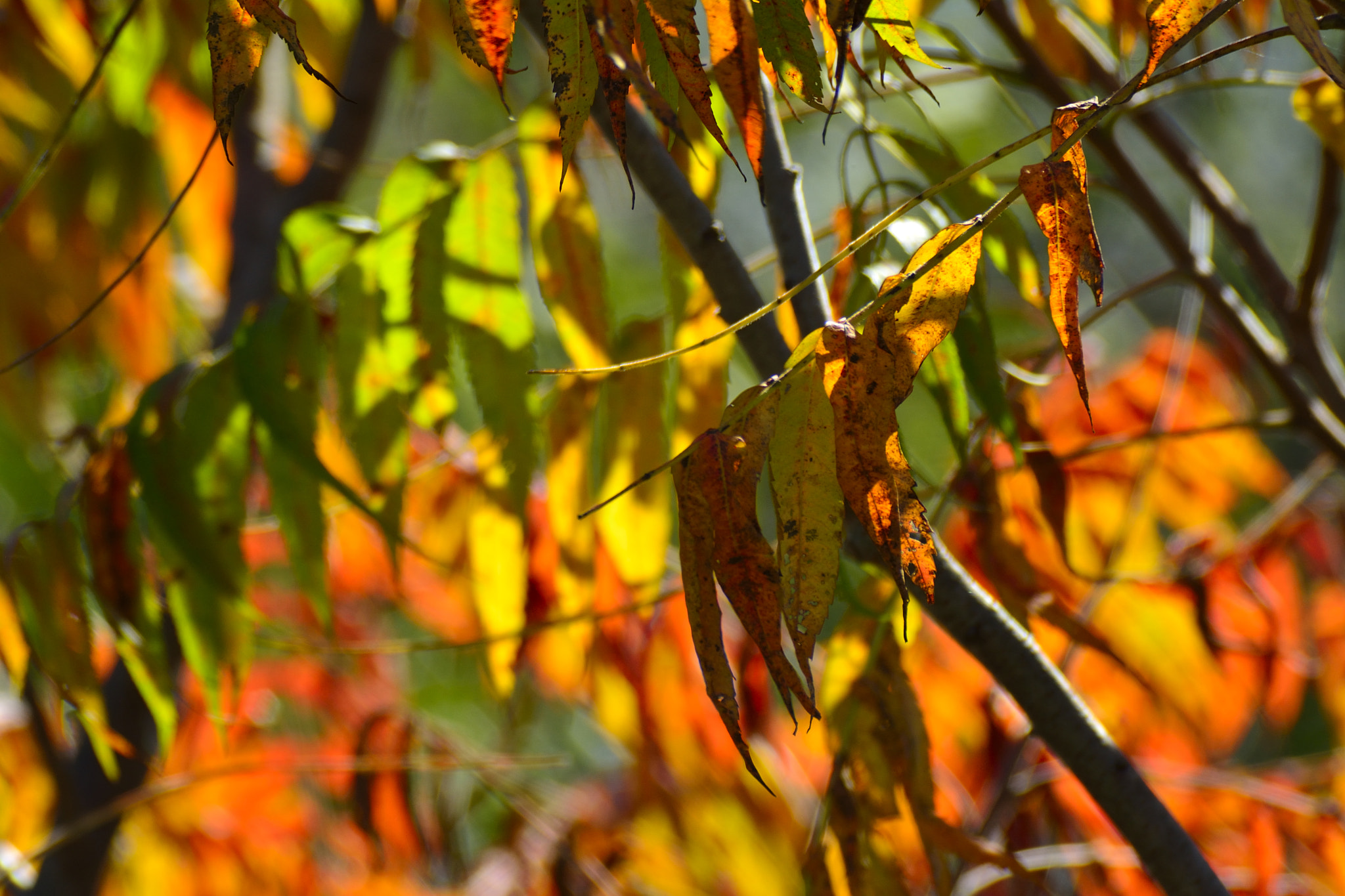 Nikon D7100 + Sigma APO 400mm F5.6 sample photo. Autumn curtain photography