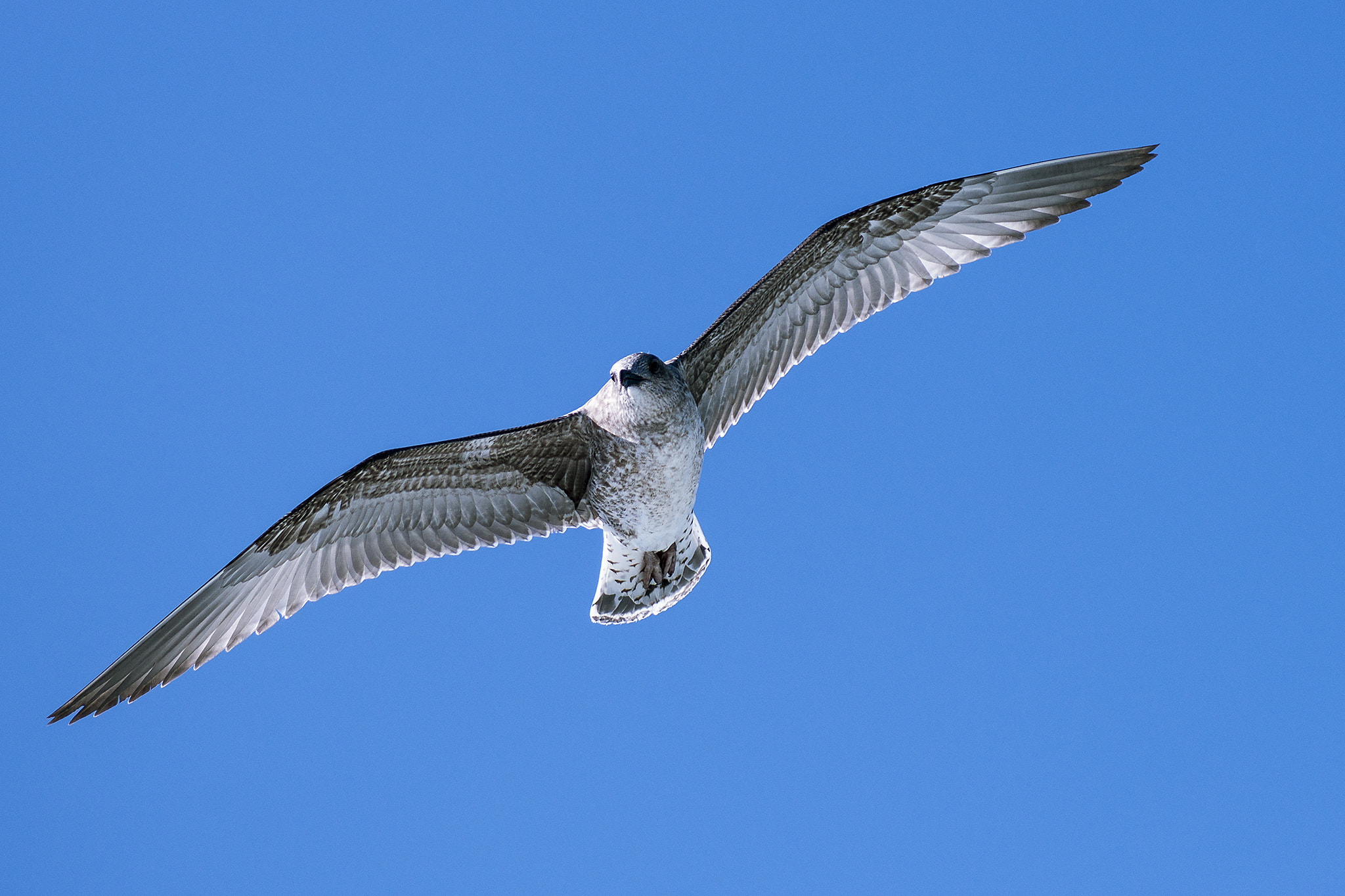 Sony 75-300mm F4.5-5.6 sample photo. Gaviota photography