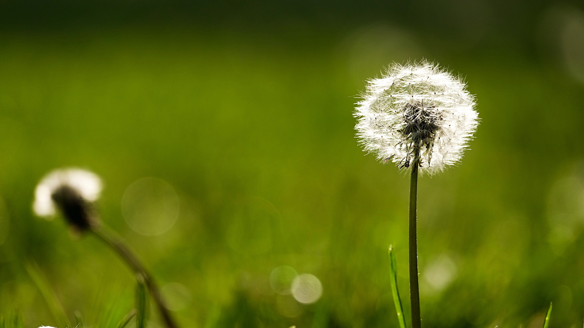 Fujifilm X-E1 + Fujifilm XC 50-230mm F4.5-6.7 OIS sample photo. Dandelion in the sun photography