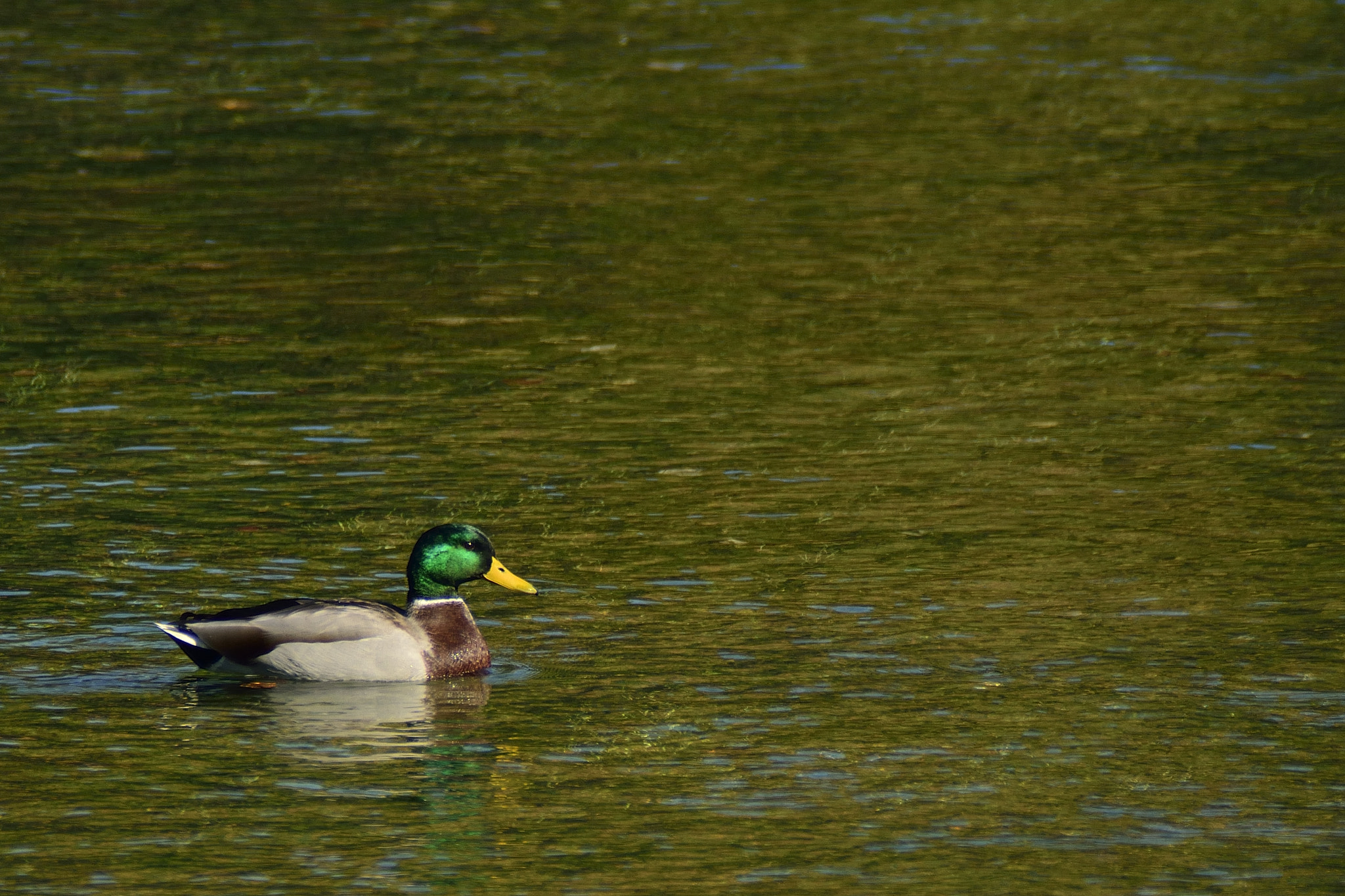 Sigma APO 400mm F5.6 sample photo. Lone cruiser photography