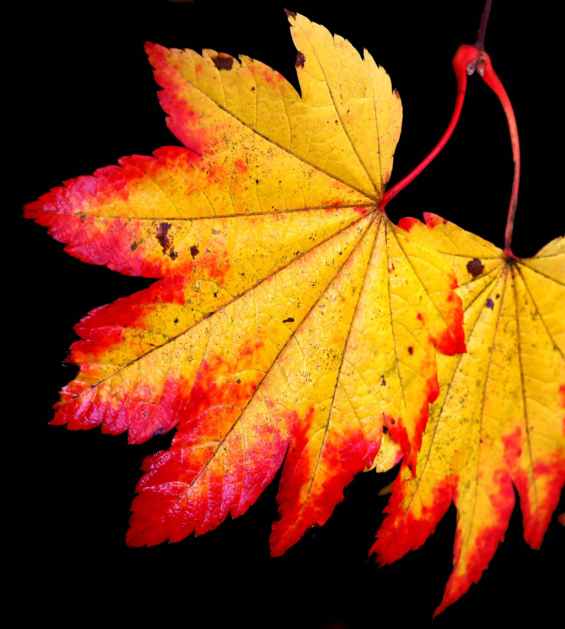 Canon EF 70-200mm F4L IS USM sample photo. Autumn joy photography