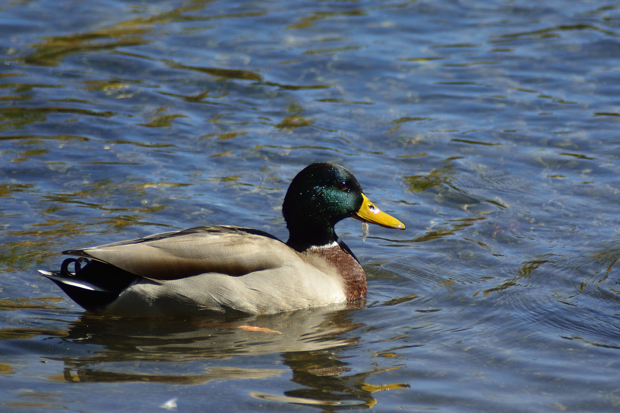 Nikon D7100 + Sigma APO 400mm F5.6 sample photo. Drake photography