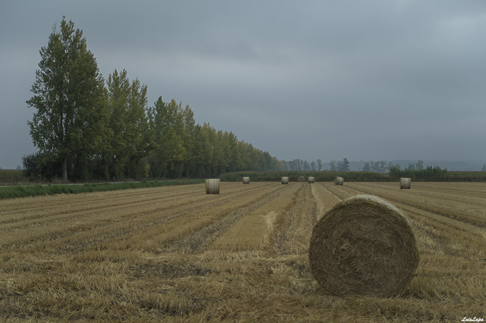 Nikon D600 sample photo. Copy photography
