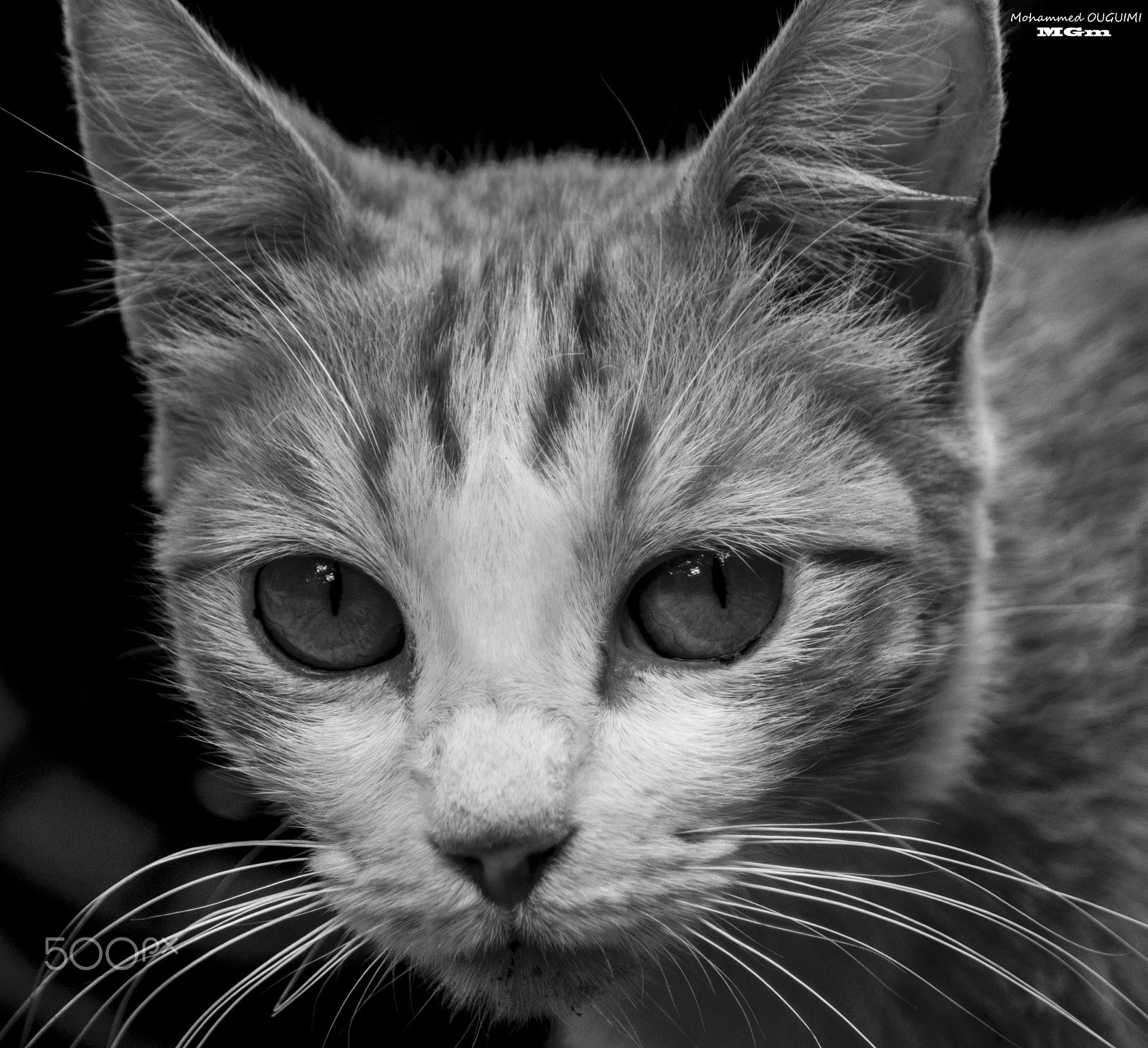 Minolta AF 70-210mm F4.5-5.6 [II] sample photo. Cat photography
