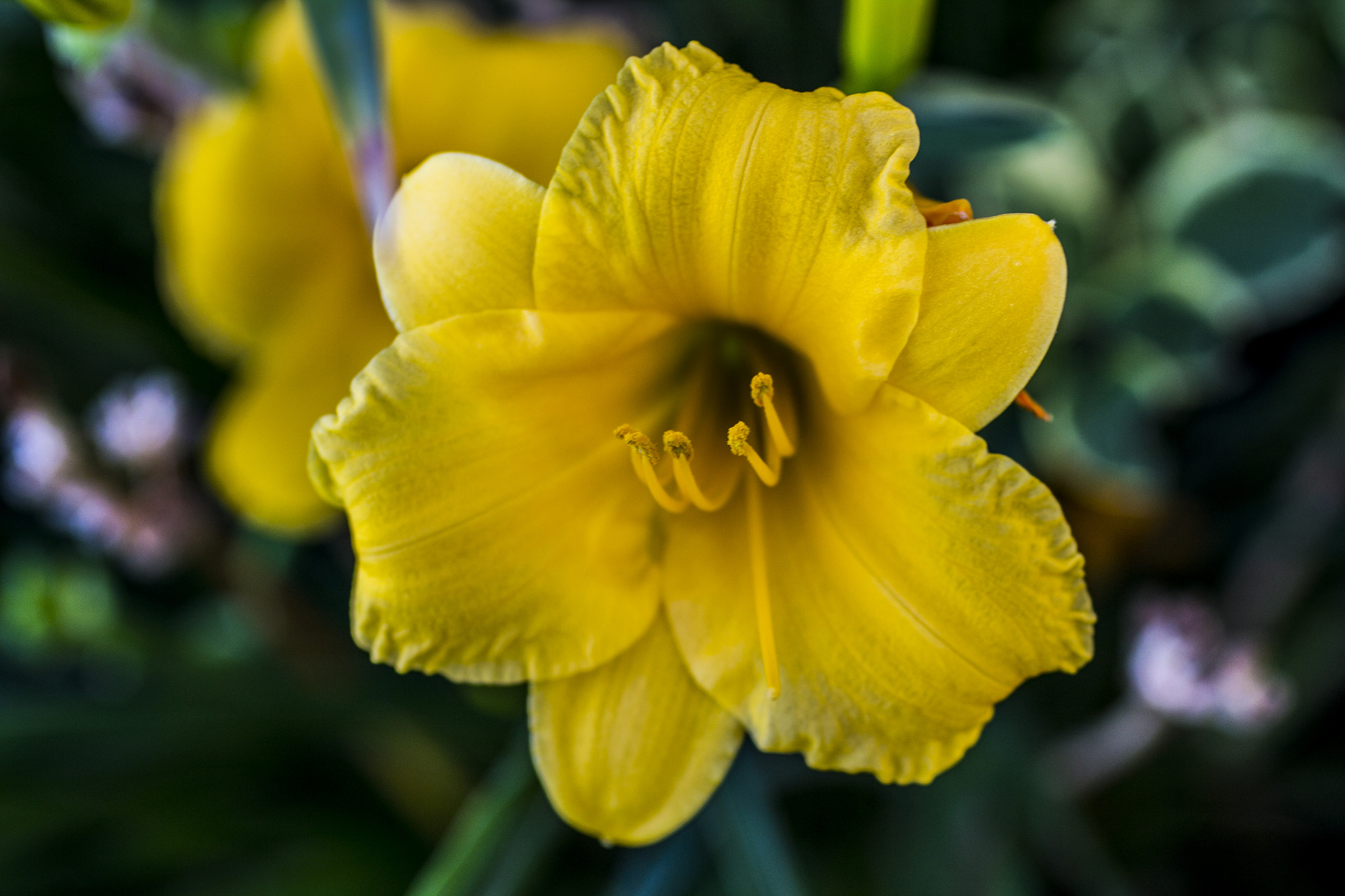 Canon EF 50mm F2.5 Macro sample photo. Img photography