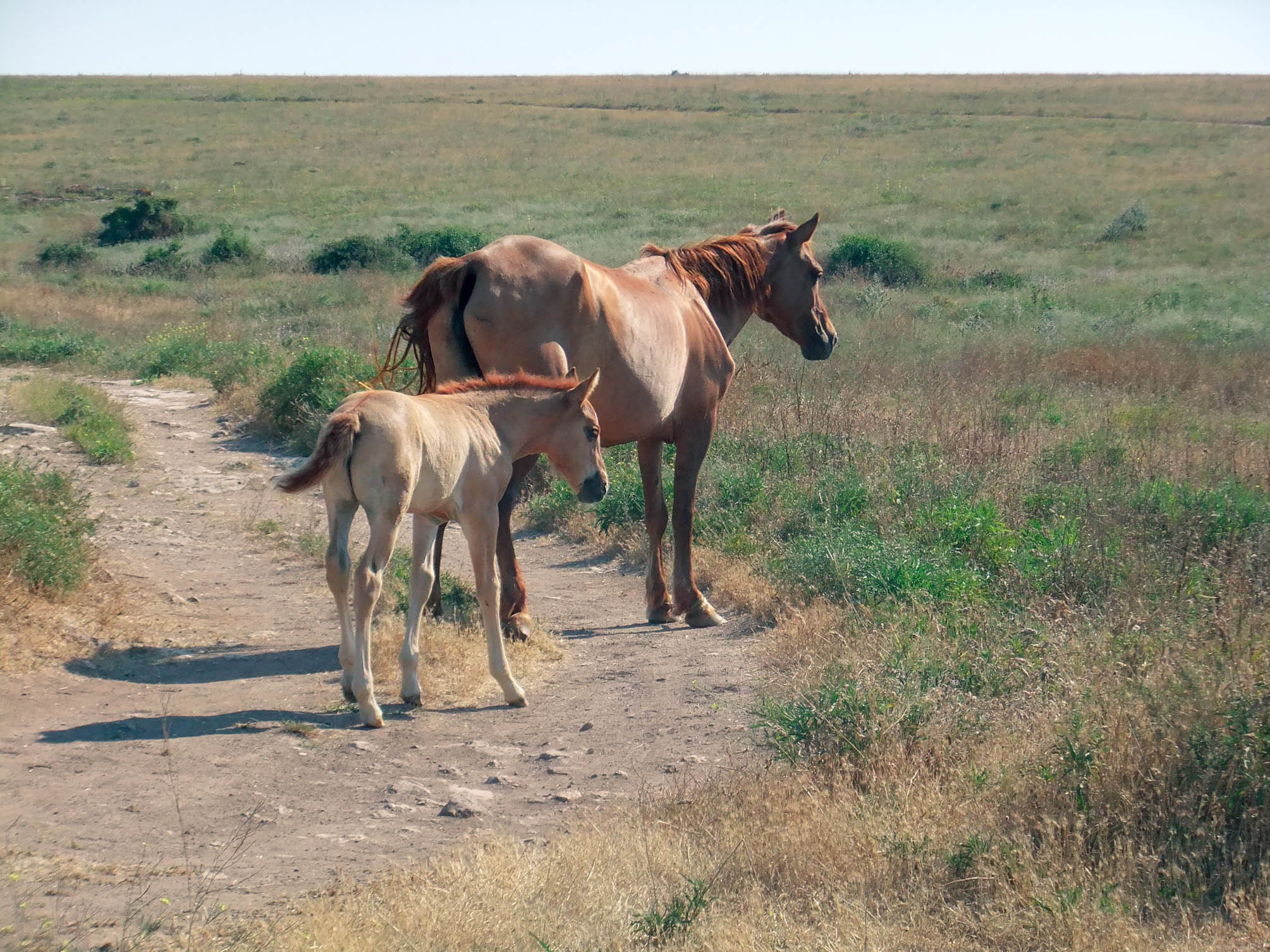 FujiFilm FinePix F80EXR (FinePix F85EXR) sample photo. Horses photography