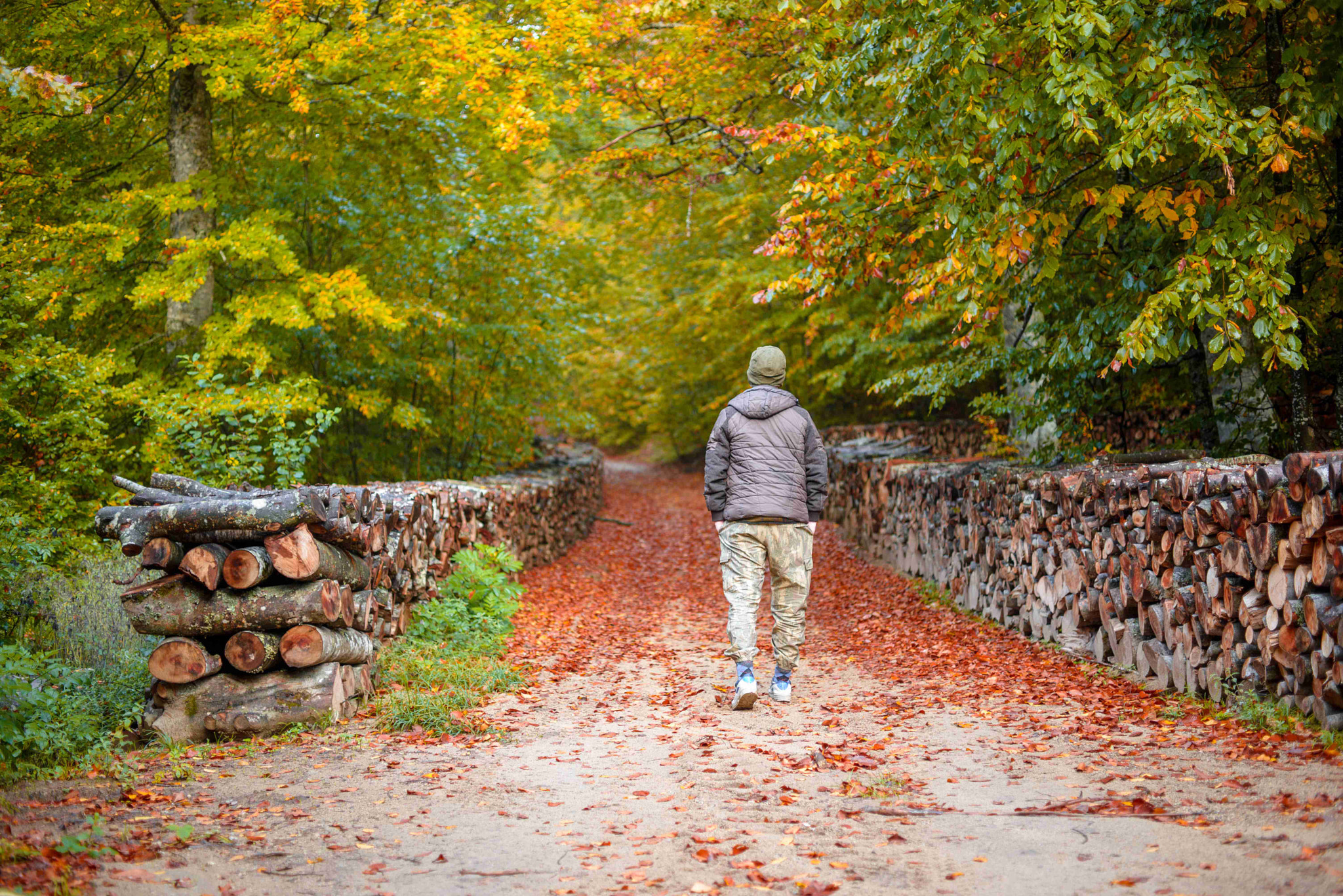 Nikon D610 sample photo. Autumn photography