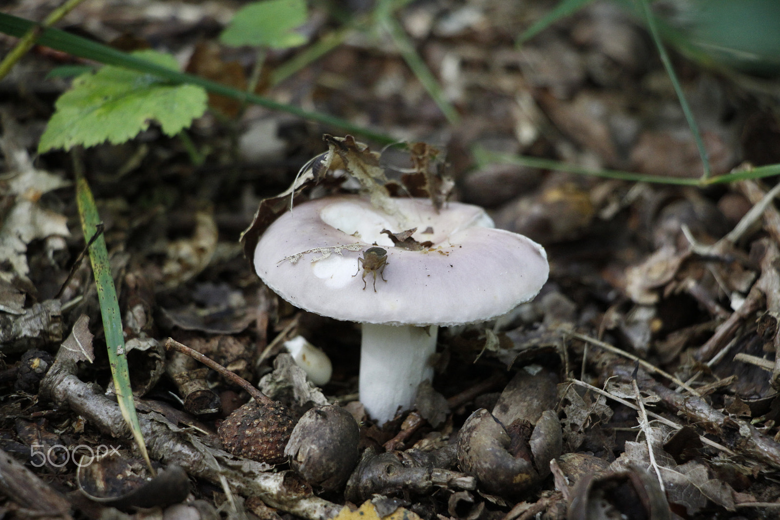 Canon EOS 50D + Canon EF-S 18-135mm F3.5-5.6 IS STM sample photo. Mushroom with insect photography