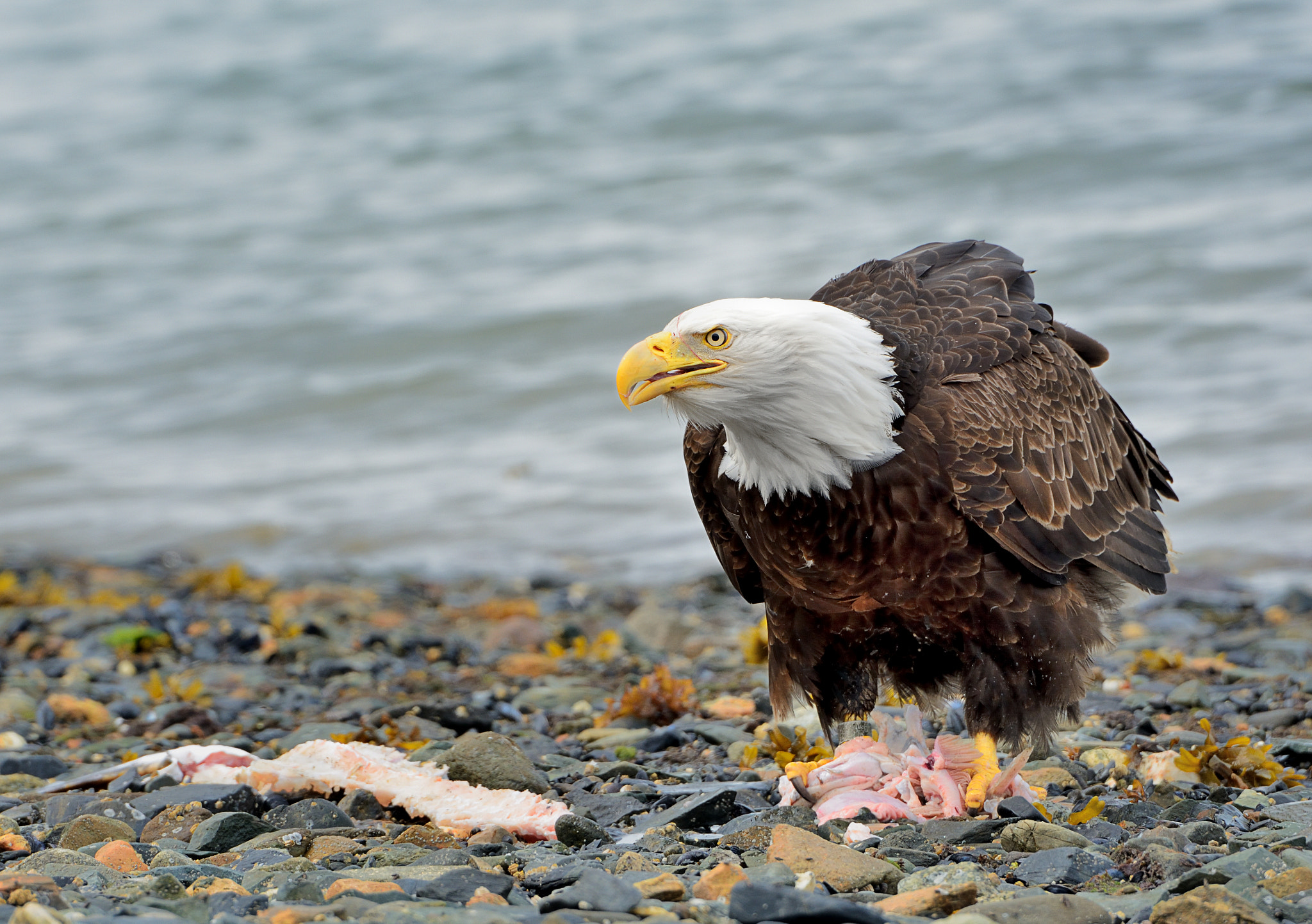 Nikon D7100 sample photo. Bald eagle photography