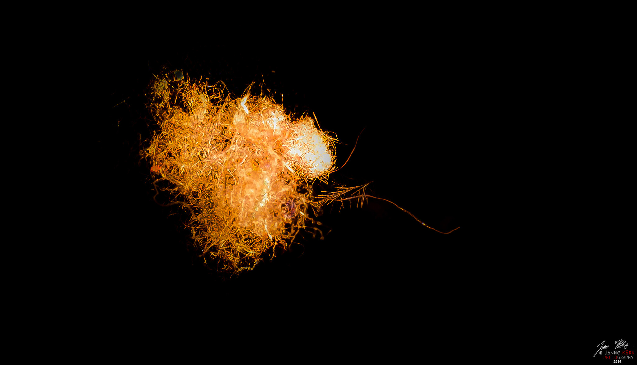 Canon EF-S 60mm F2.8 Macro USM sample photo. Damm boll photography