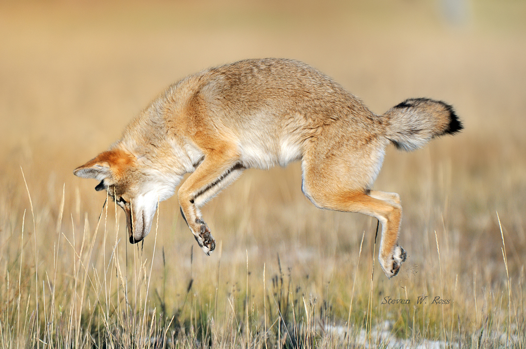 Nikon D300 sample photo. Coyote photography