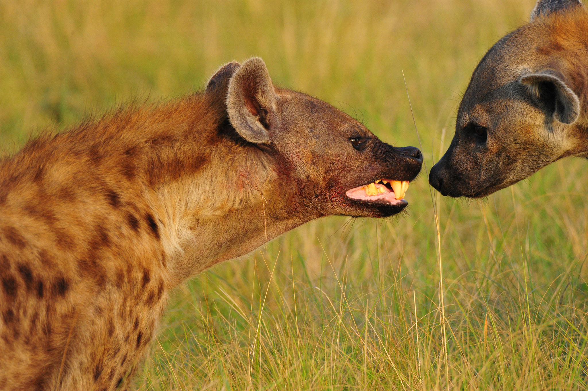 Nikon D3S sample photo. Hyena in deep discussion... photography