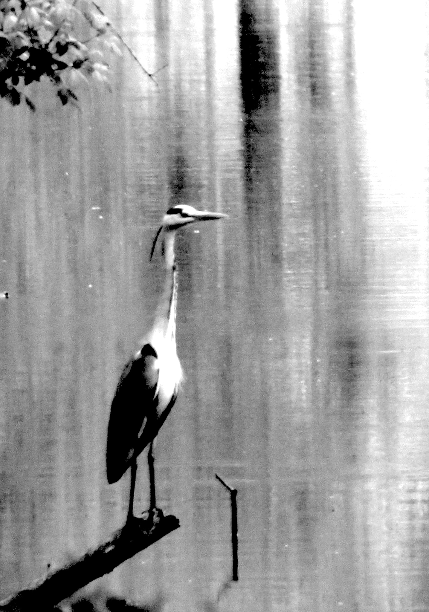Canon EOS 500D (EOS Rebel T1i / EOS Kiss X3) sample photo. Grey heron photography