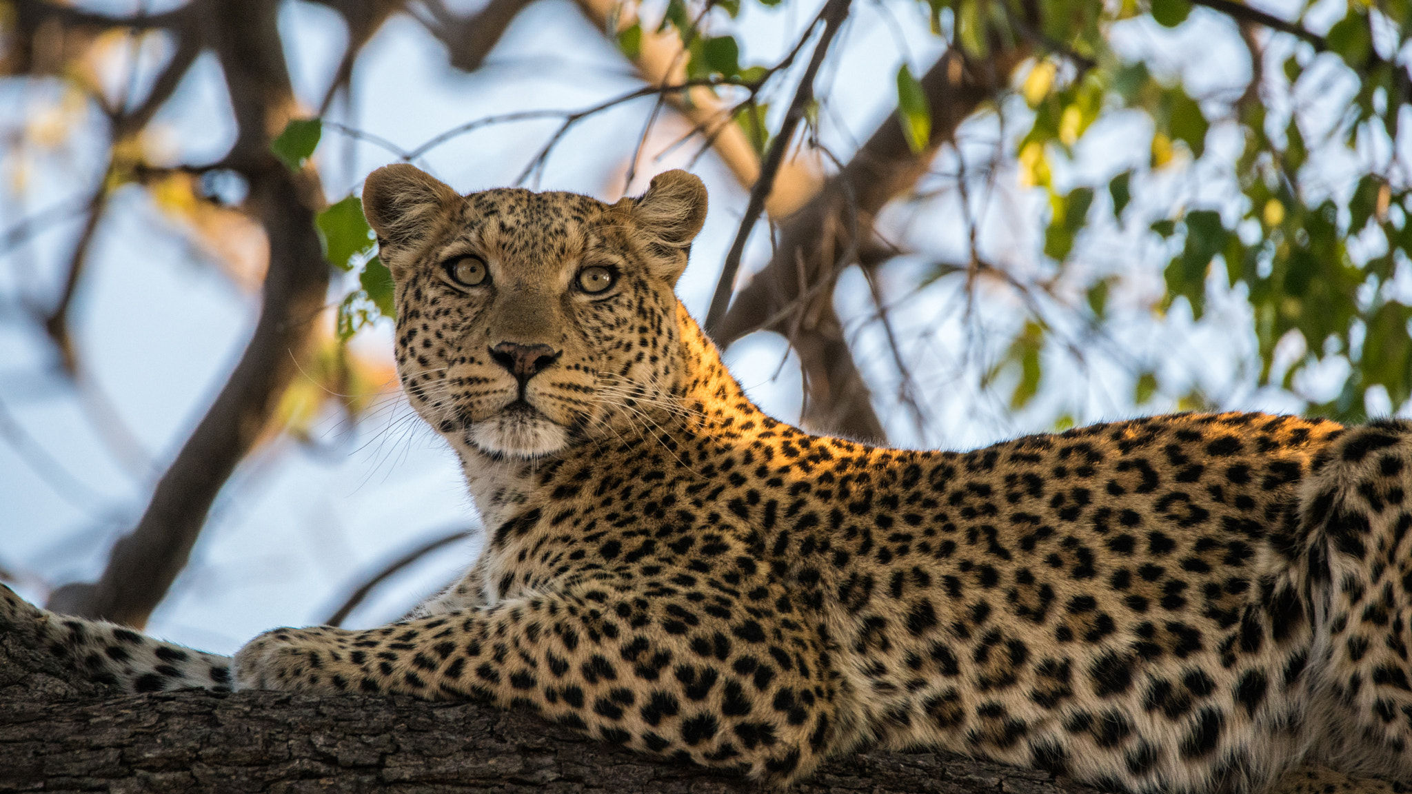 Sony a7R II sample photo. Leopardess photography