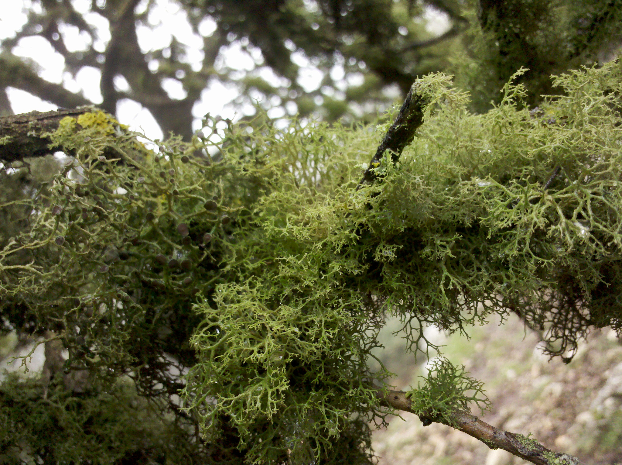 Motorola Droid sample photo. Moss on an oak photography