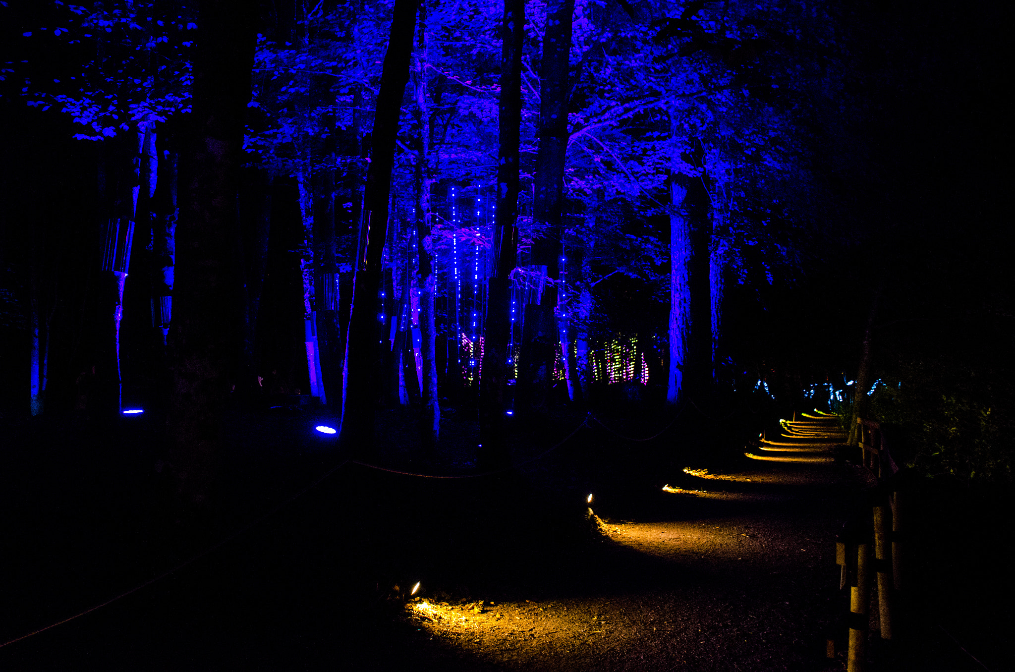 Nikon D5100 sample photo. Enchanted forest - shimmer 08 photography